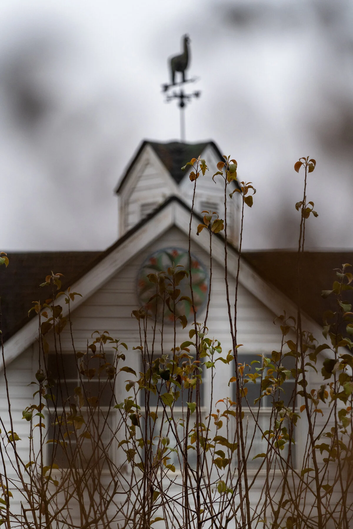 Portland Hillsboro Oregon Oakwood Gardens Winter2019