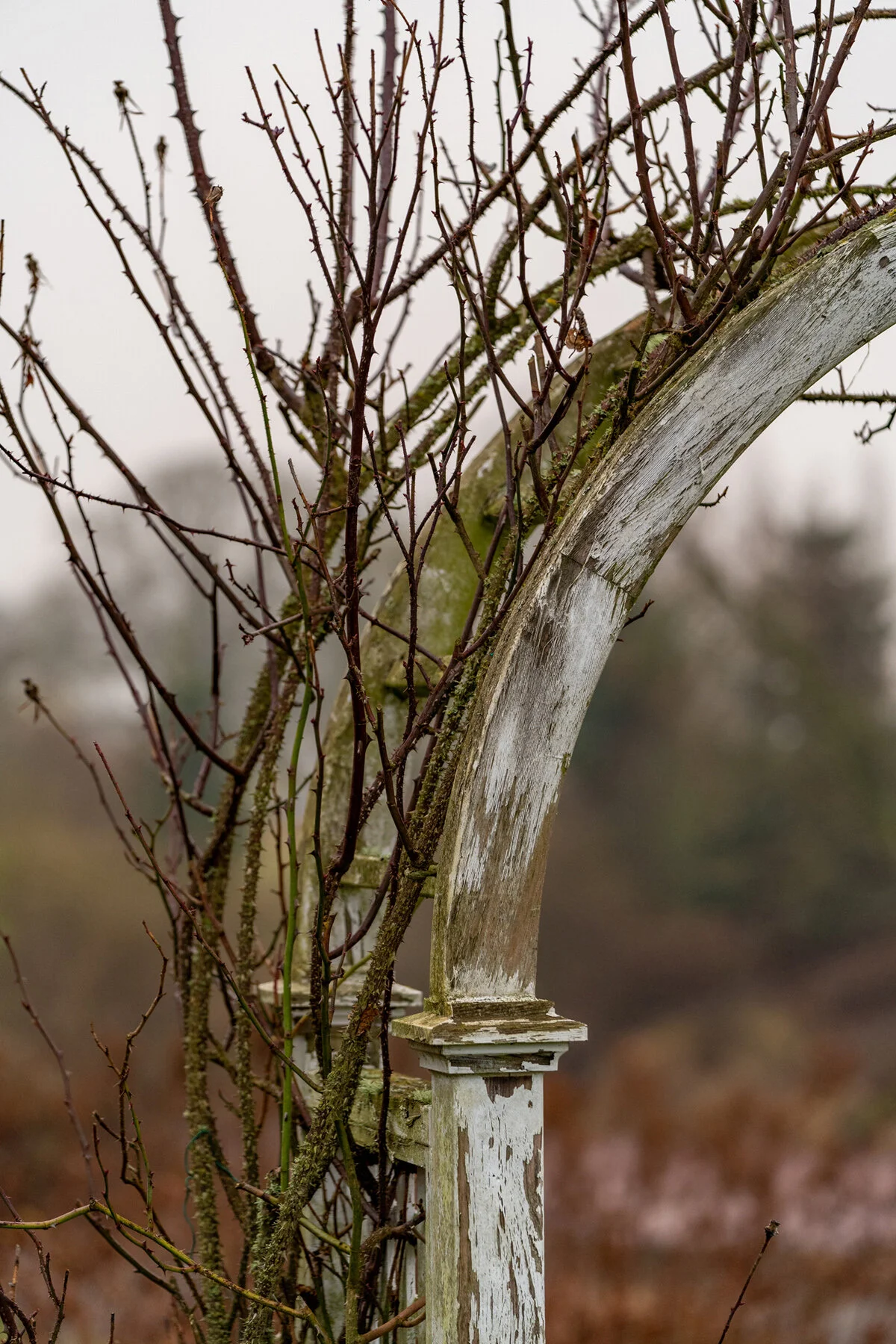 Portland Hillsboro Oregon Oakwood Gardens Winter2019
