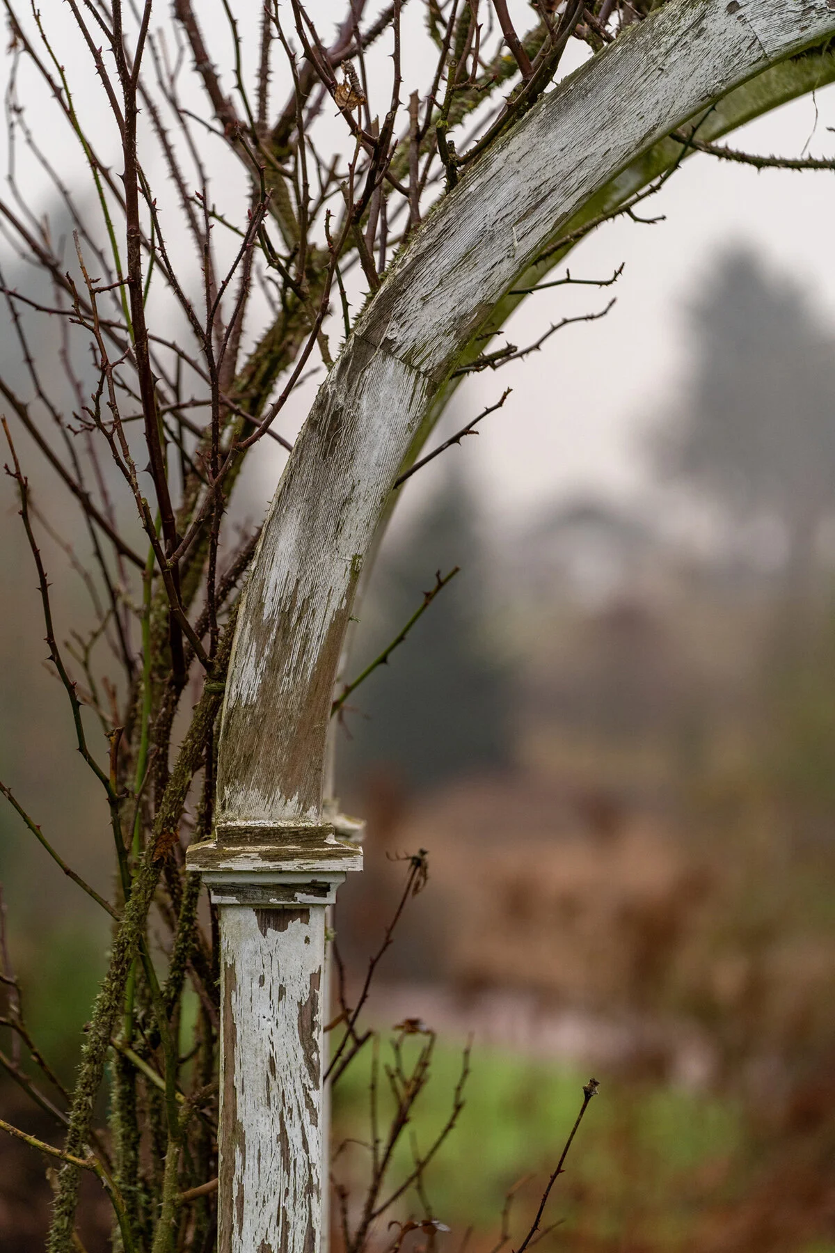 Portland Hillsboro Oregon Oakwood Gardens Winter2019