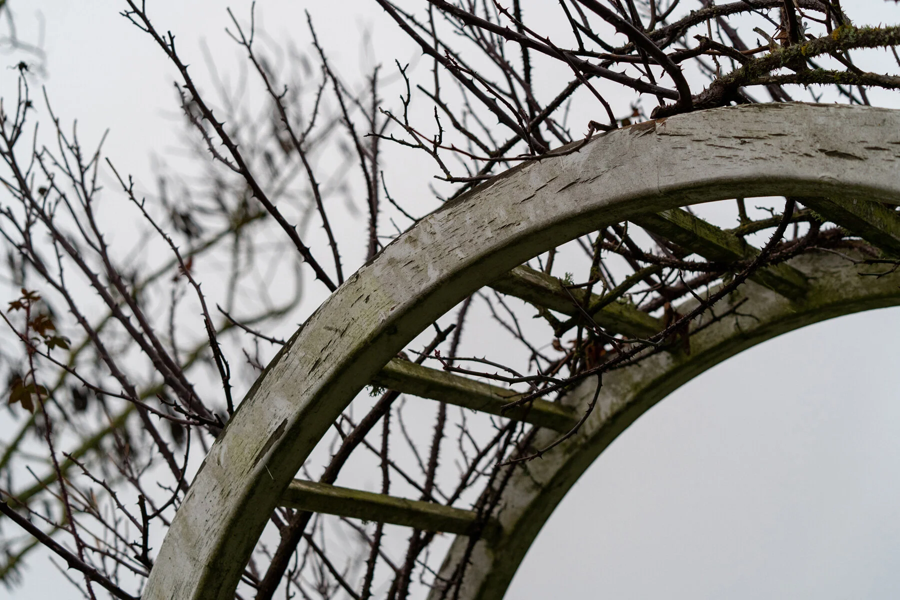 Portland Hillsboro Oregon Oakwood Gardens Winter2019