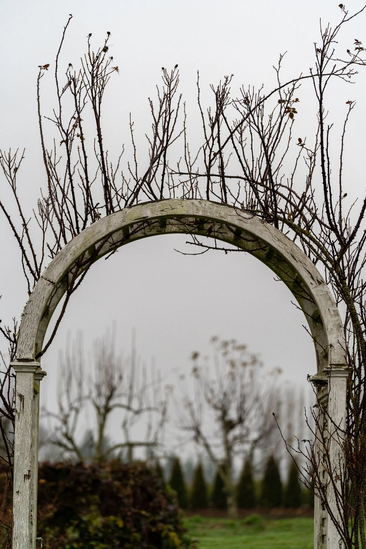 Portland Hillsboro Oregon Oakwood Gardens Winter2019