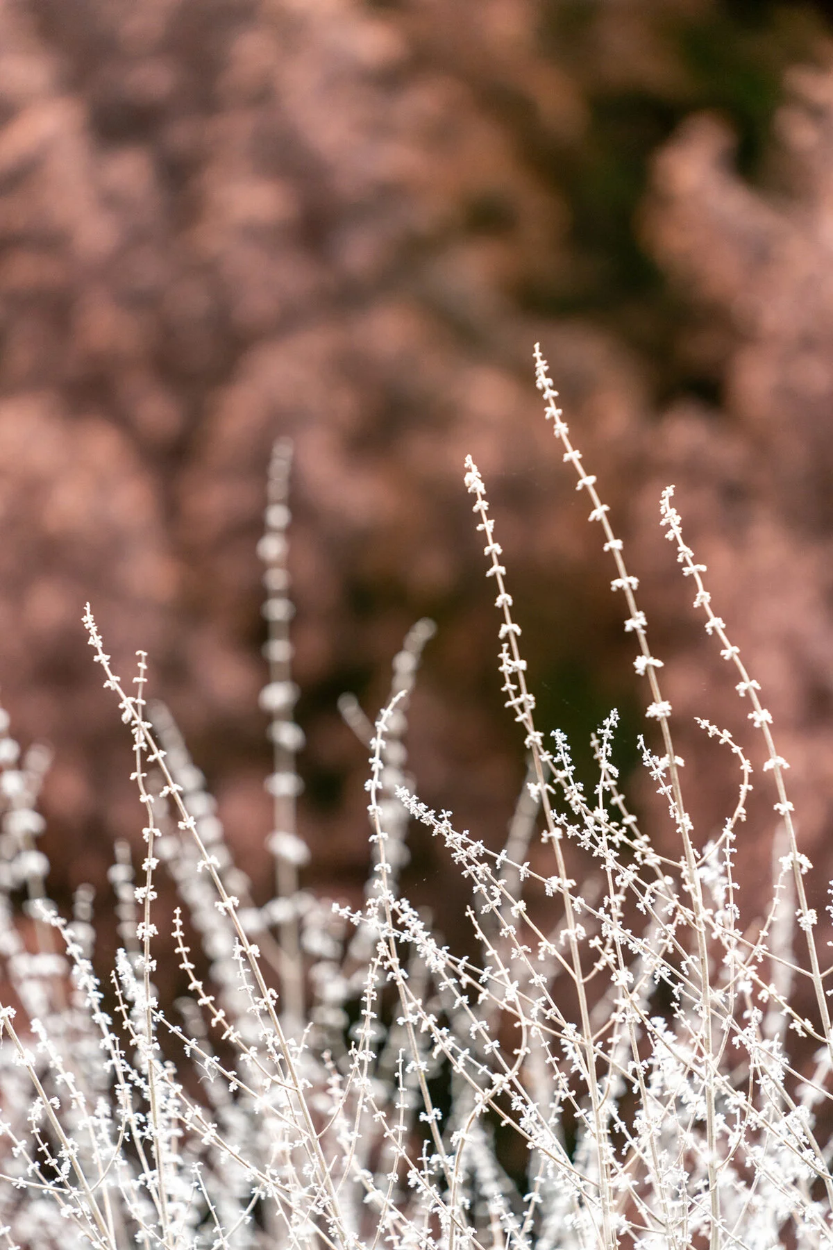 Portland Hillsboro Oregon Oakwood Gardens Winter2019
