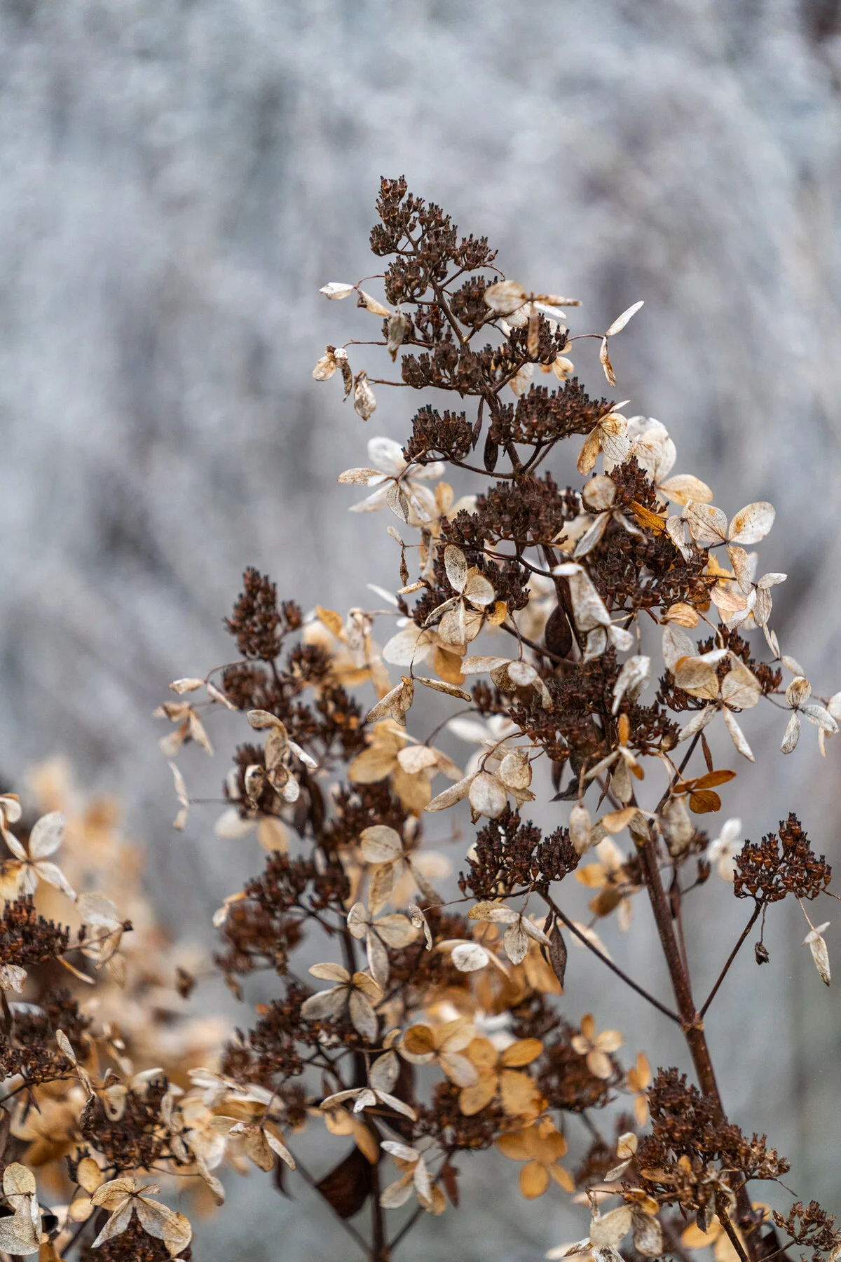 Portland Hillsboro Oregon Oakwood Gardens Winter2019