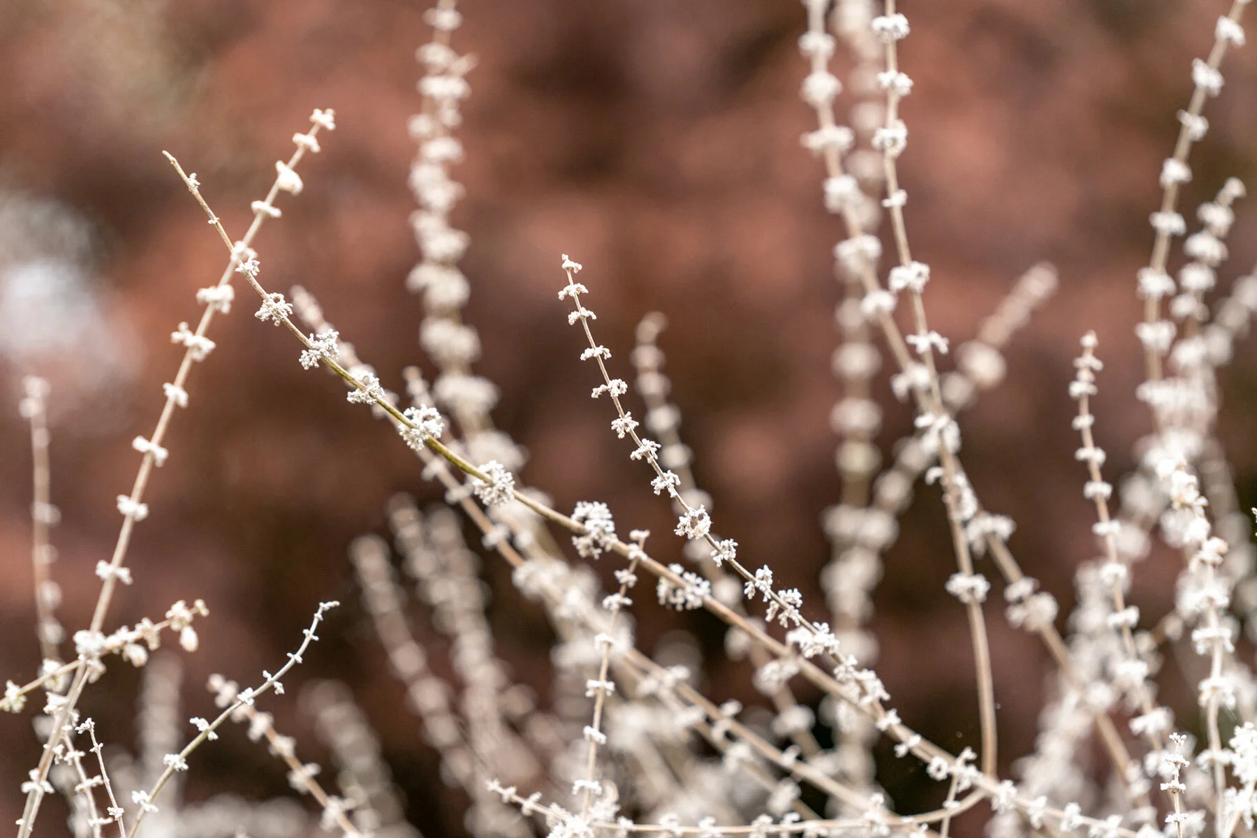 Portland Hillsboro Oregon Oakwood Gardens Winter2019