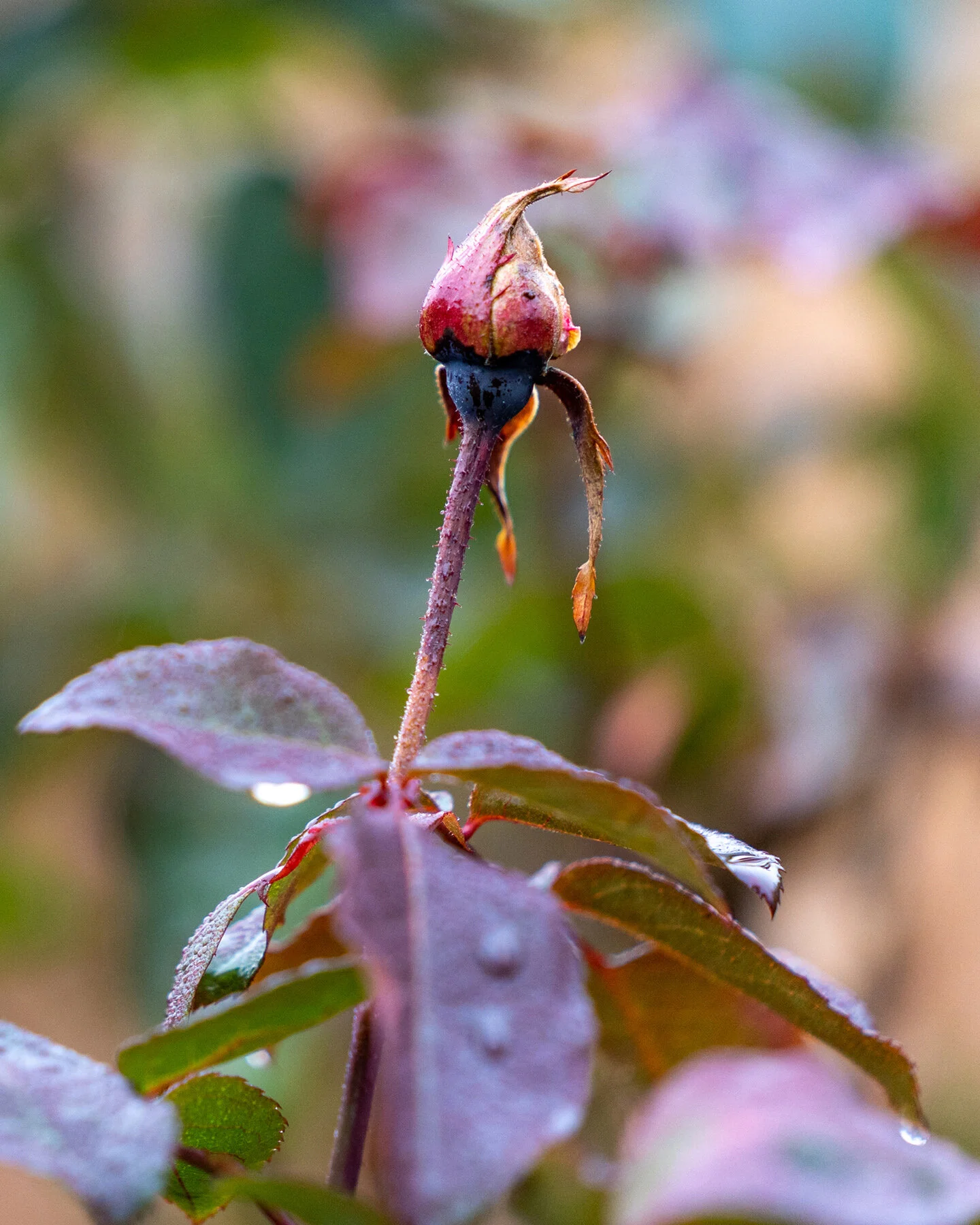 Portland Hillsboro Oregon Oakwood Gardens Winter2019