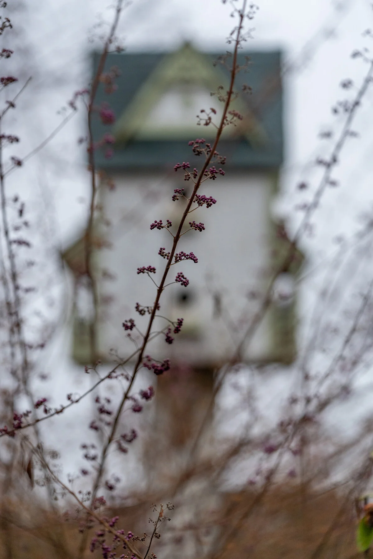 Portland Hillsboro Oregon Oakwood Gardens Winter2019
