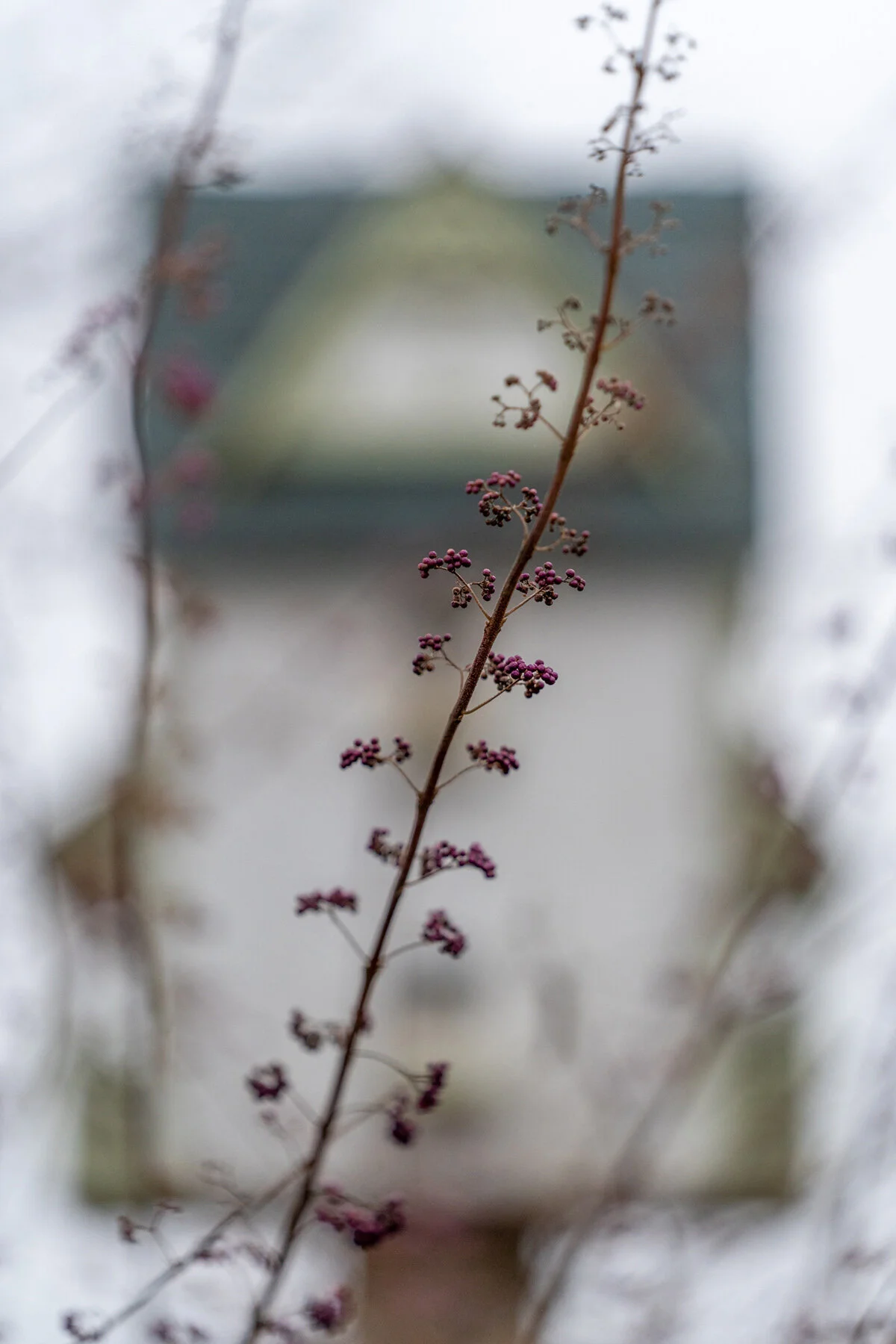 Portland Hillsboro Oregon Oakwood Gardens Winter2019