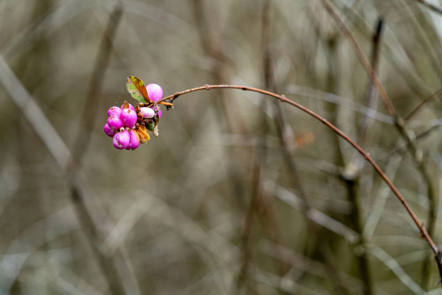Portland Hillsboro Oregon Oakwood Gardens Winter2019