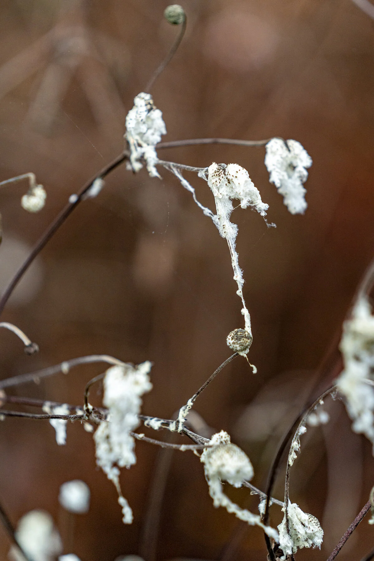 Portland Hillsboro Oregon Oakwood Gardens Winter2019