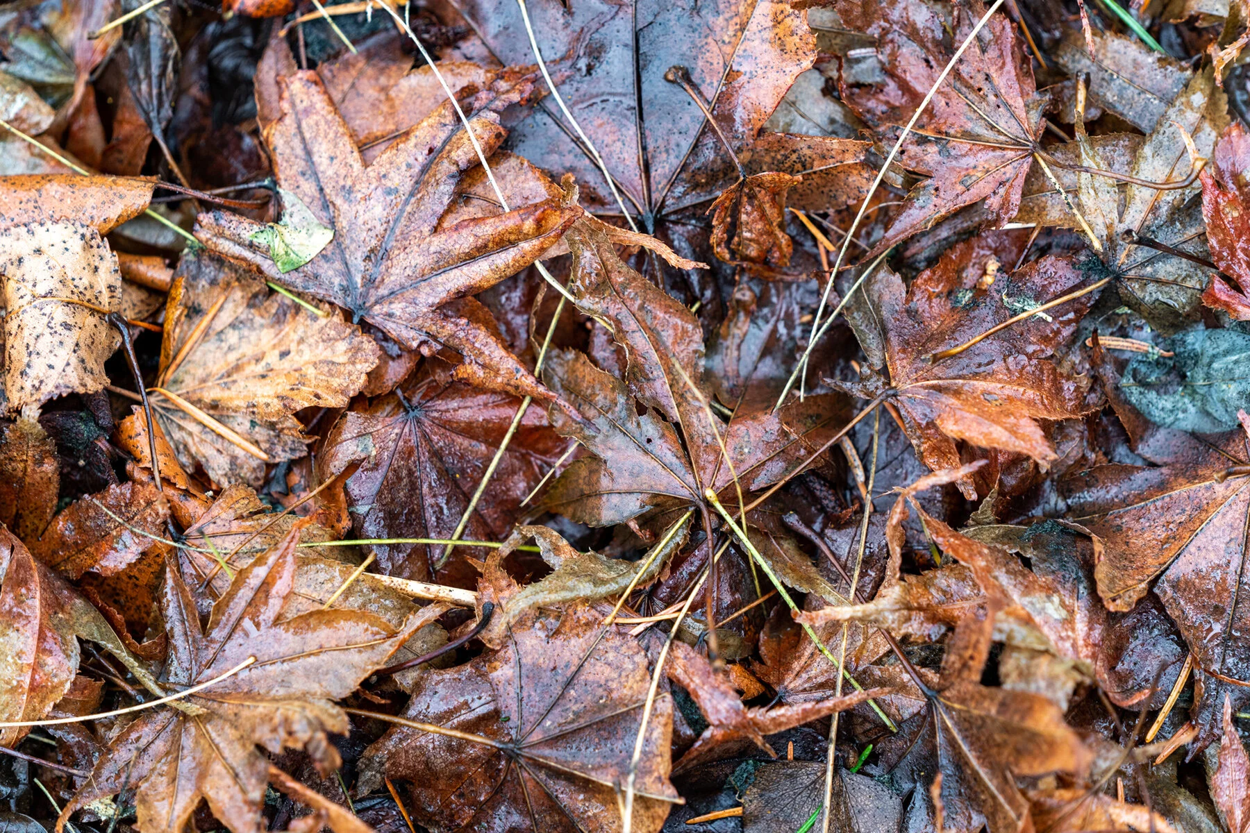 Portland Hillsboro Oregon Oakwood Gardens Winter2019