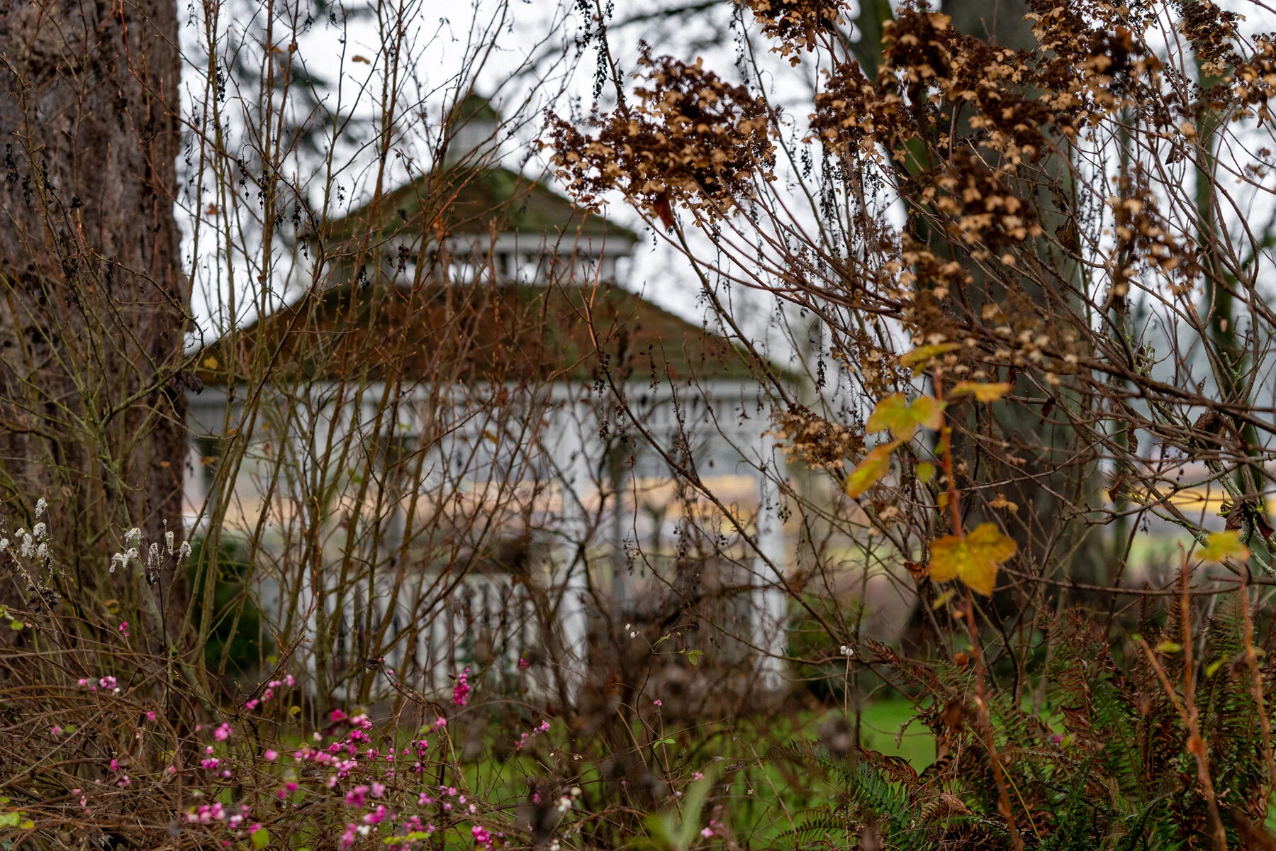 Portland Hillsboro Oregon Oakwood Gardens Winter2019