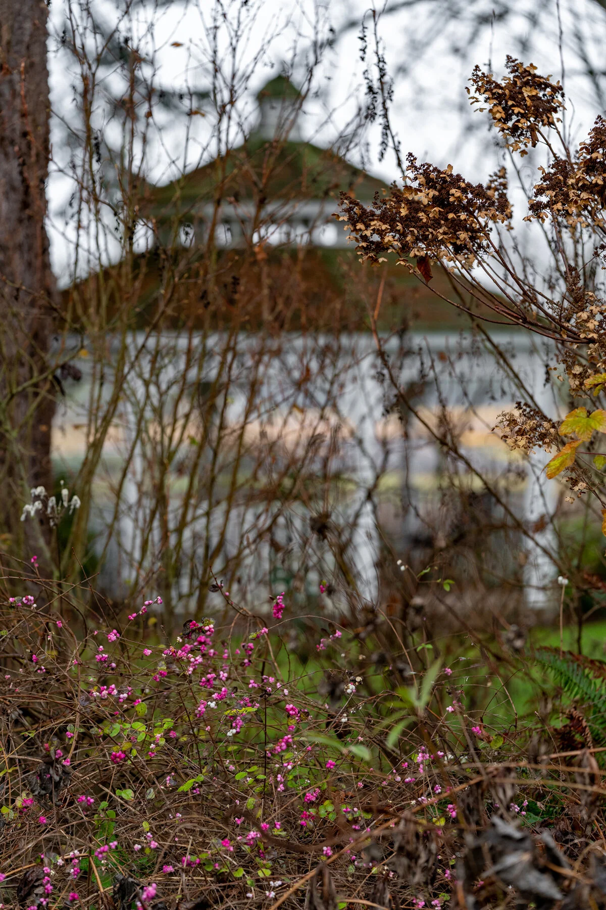 Portland Hillsboro Oregon Oakwood Gardens Winter2019