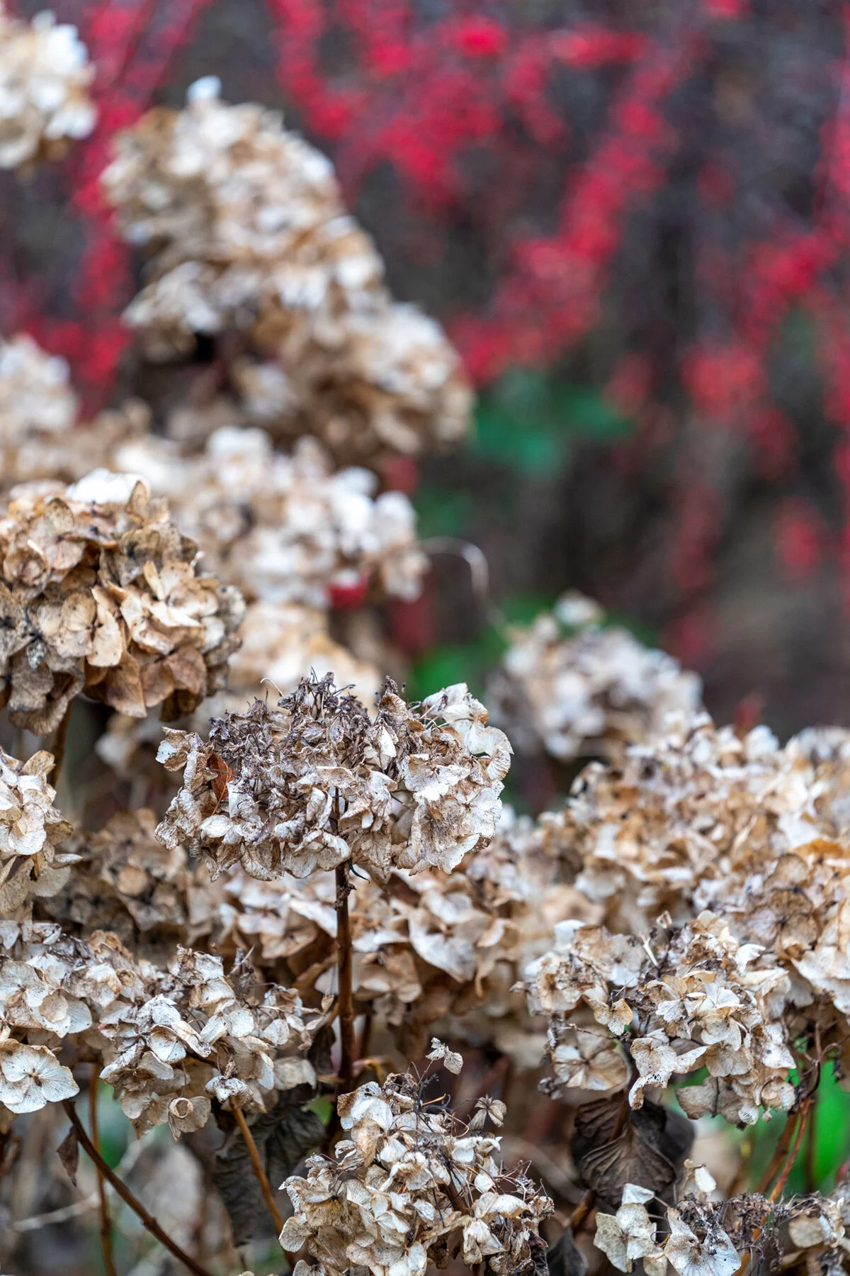 Portland Hillsboro Oregon Oakwood Gardens Winter2019