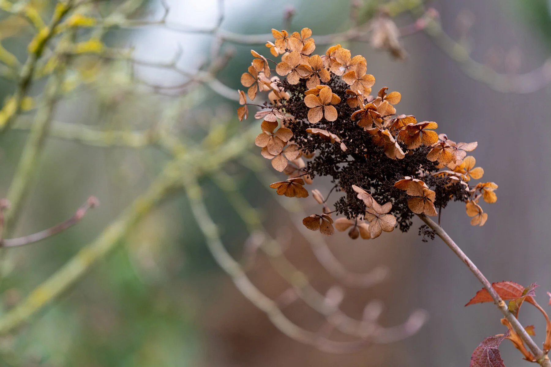 Portland Hillsboro Oregon Oakwood Gardens Winter2019