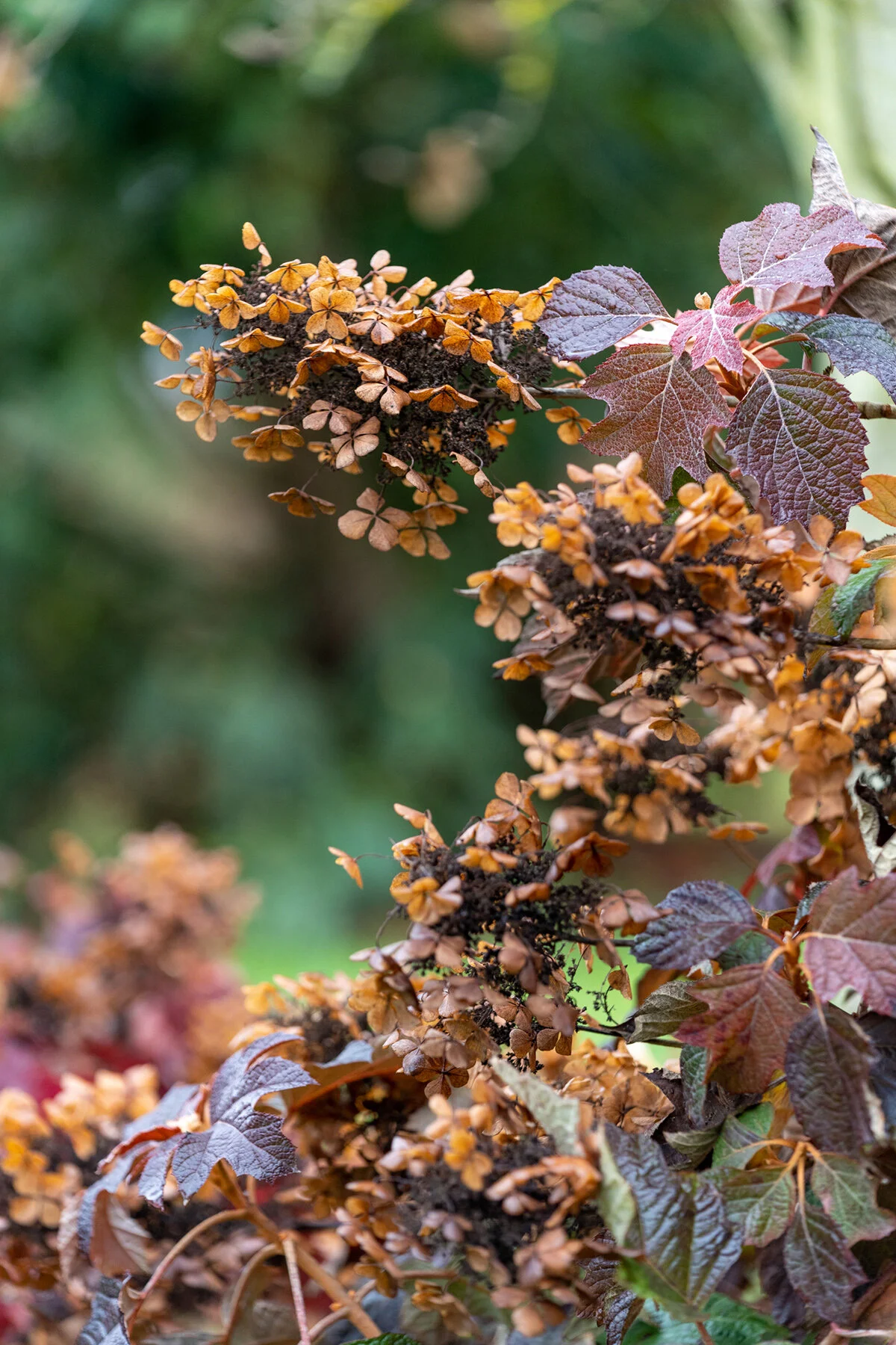 Portland Hillsboro Oregon Oakwood Gardens Winter2019