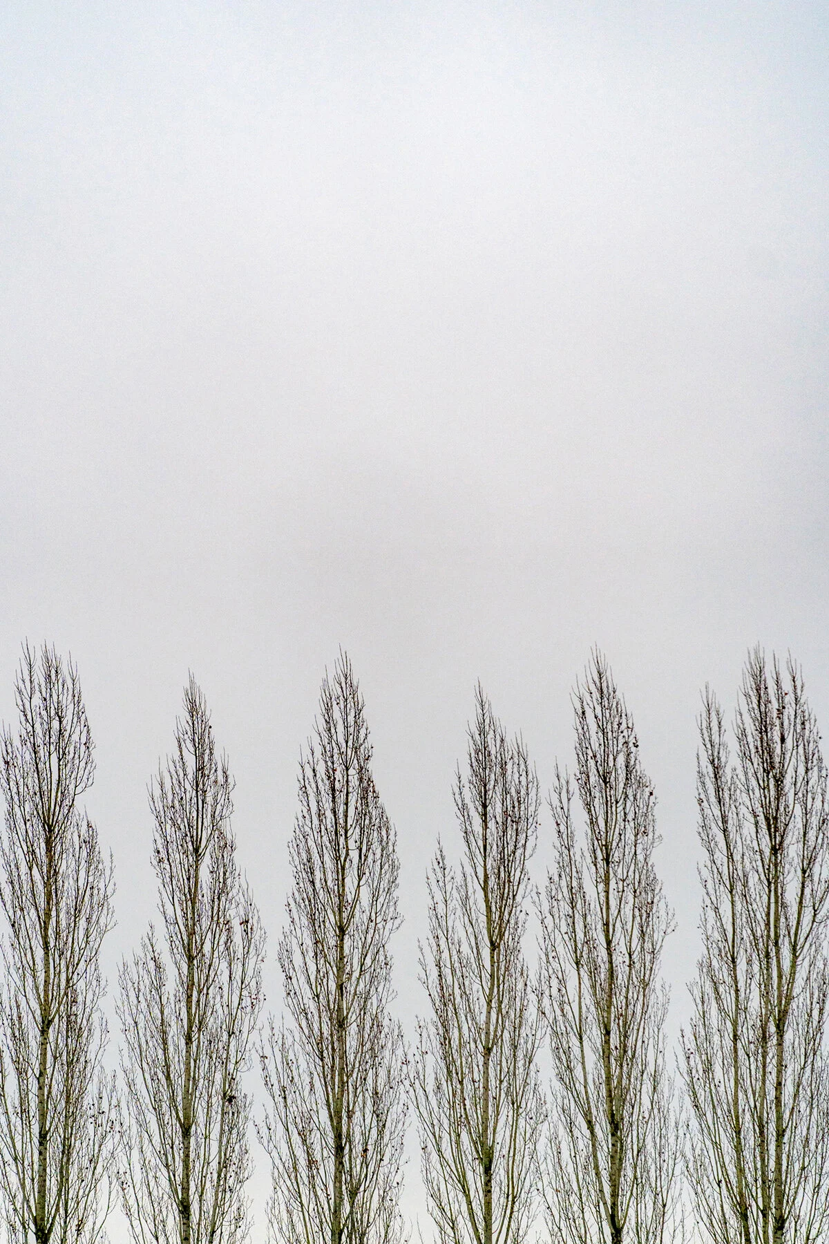 Portland Hillsboro Oregon Oakwood Gardens Winter2019