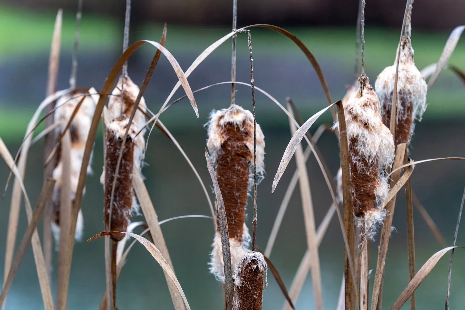 Portland Hillsboro Oregon Oakwood Gardens Winter2019