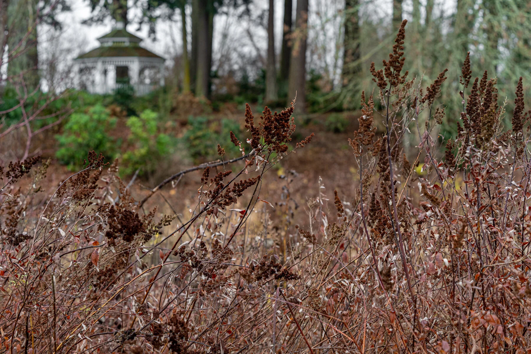 Portland Hillsboro Oregon Oakwood Gardens Winter2019