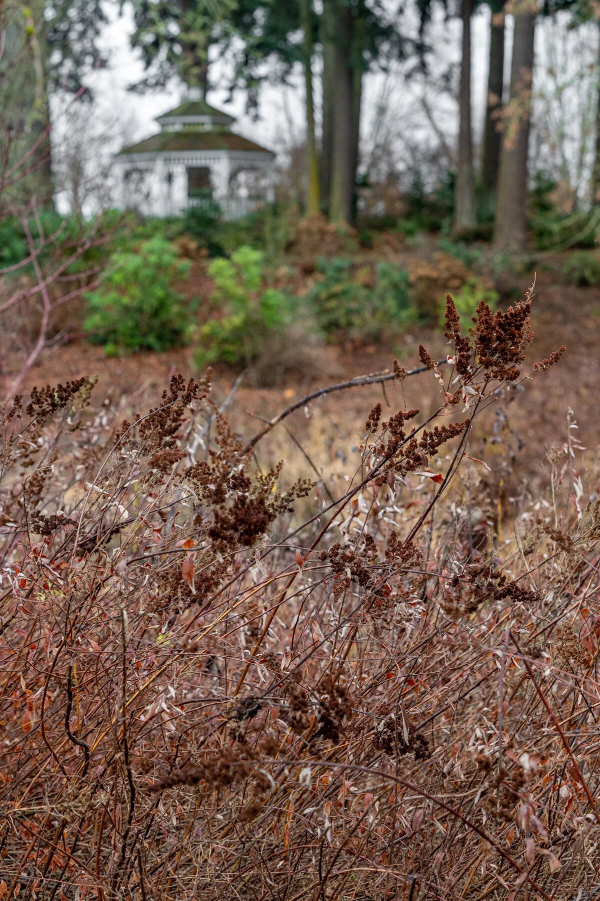 Portland Hillsboro Oregon Oakwood Gardens Winter2019