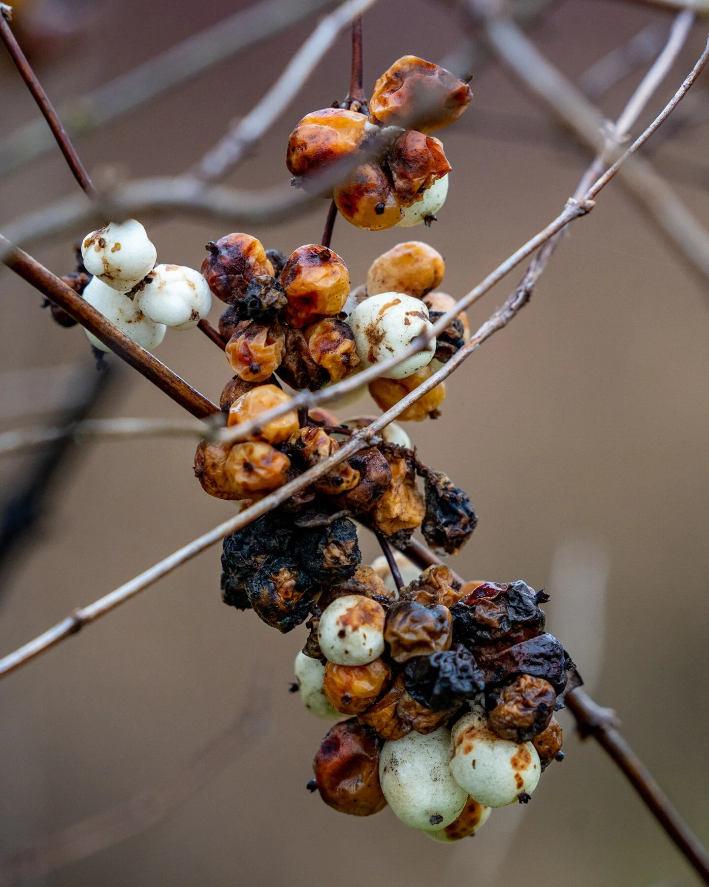Portland Hillsboro Oregon Oakwood Gardens Winter2019