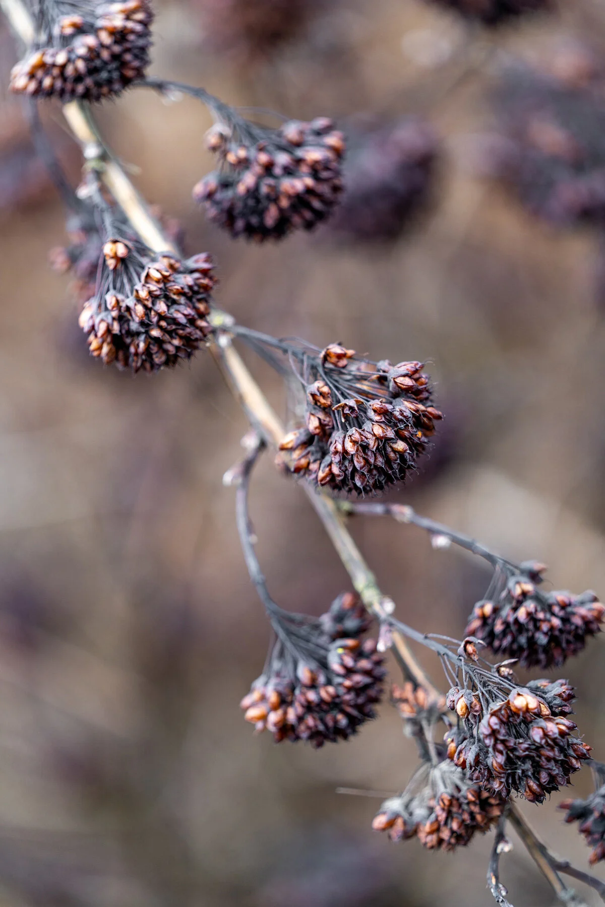 Portland Hillsboro Oregon Oakwood Gardens Winter2019