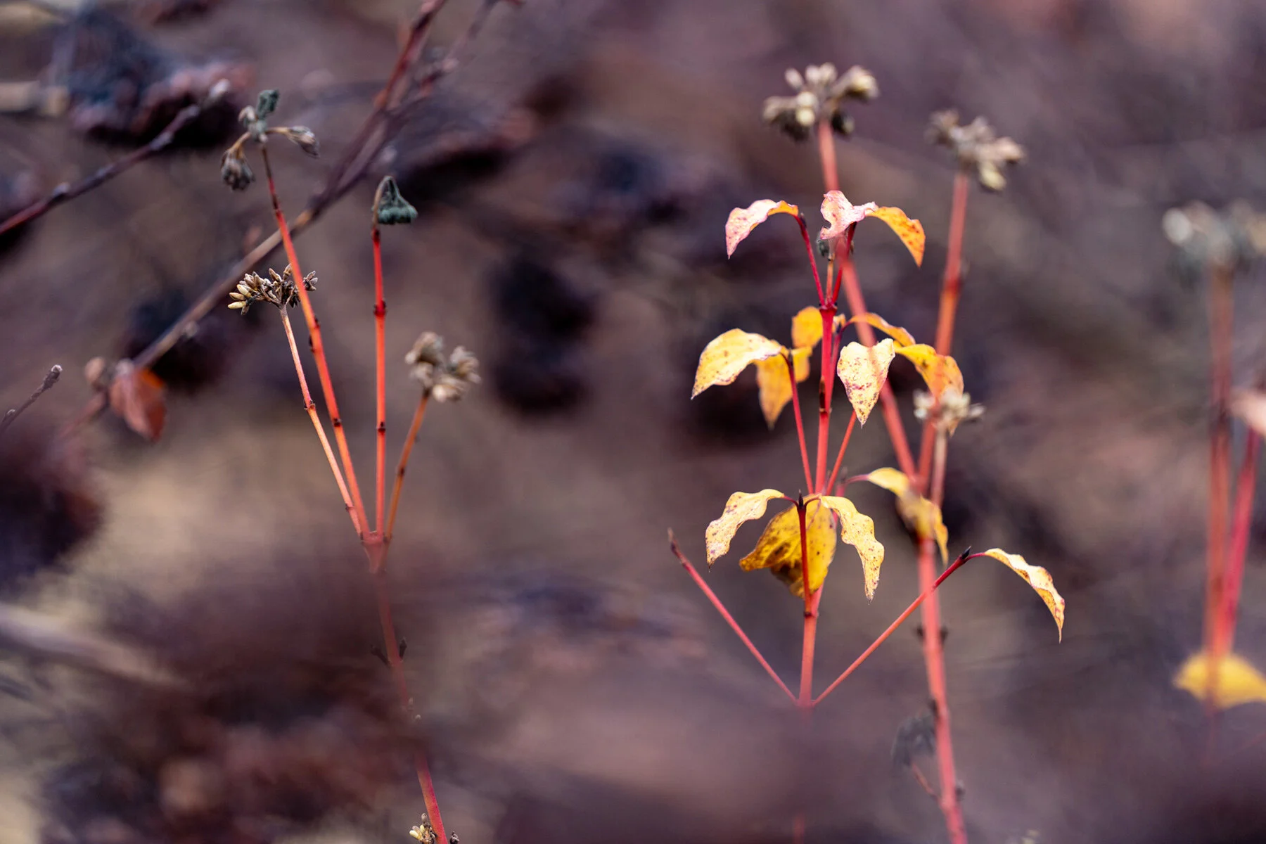 Portland Hillsboro Oregon Oakwood Gardens Winter2019