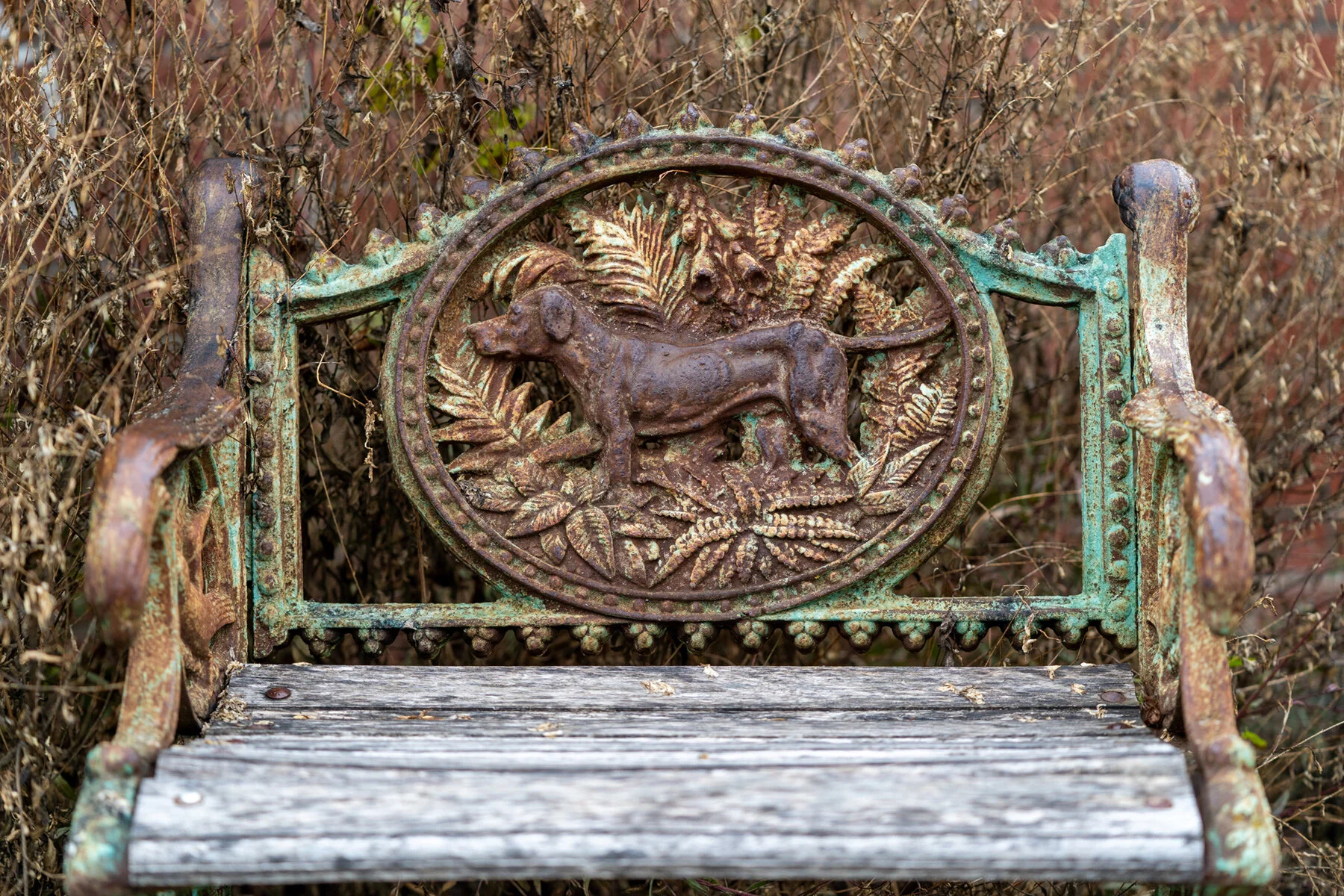 Portland Hillsboro Oregon Oakwood Gardens Winter2019