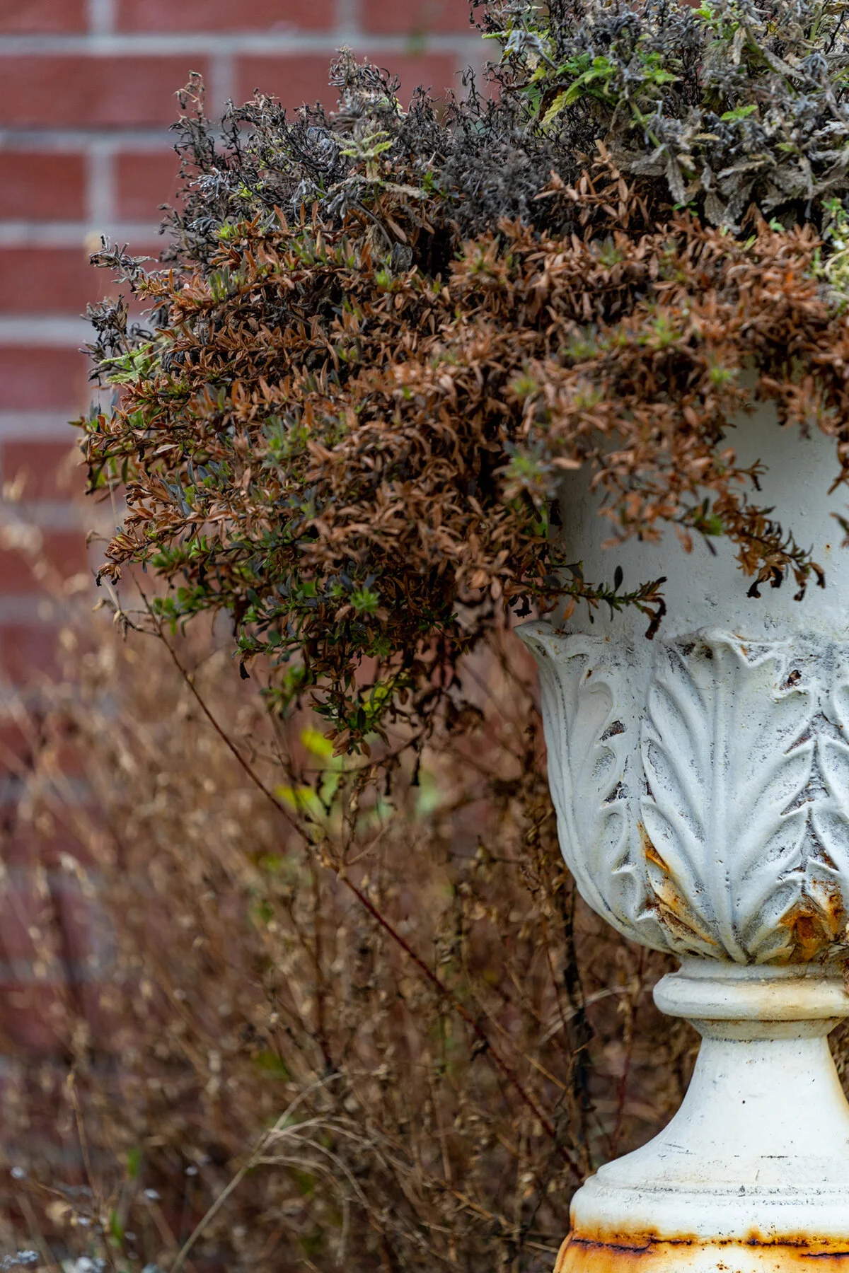 Portland Hillsboro Oregon Oakwood Gardens Winter2019