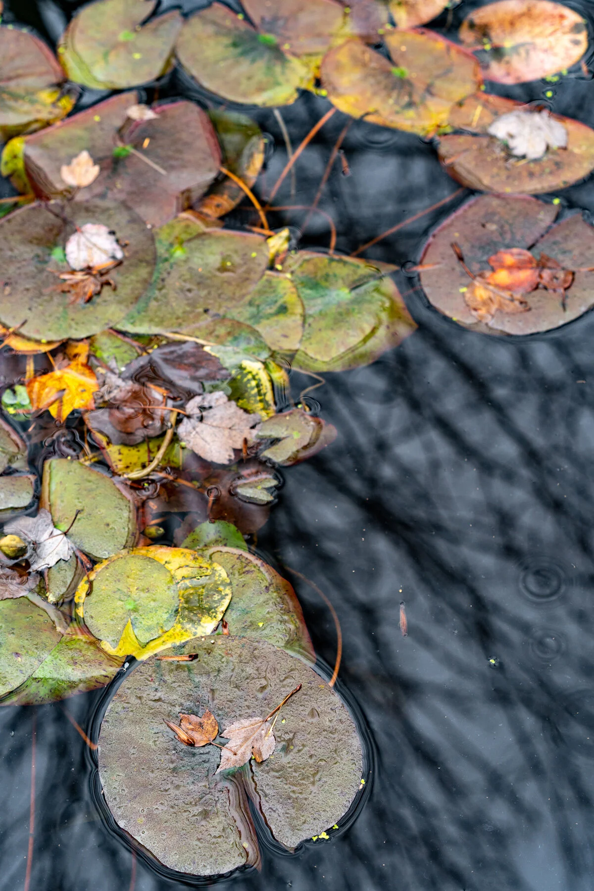 Portland Hillsboro Oregon Oakwood Gardens Winter2019