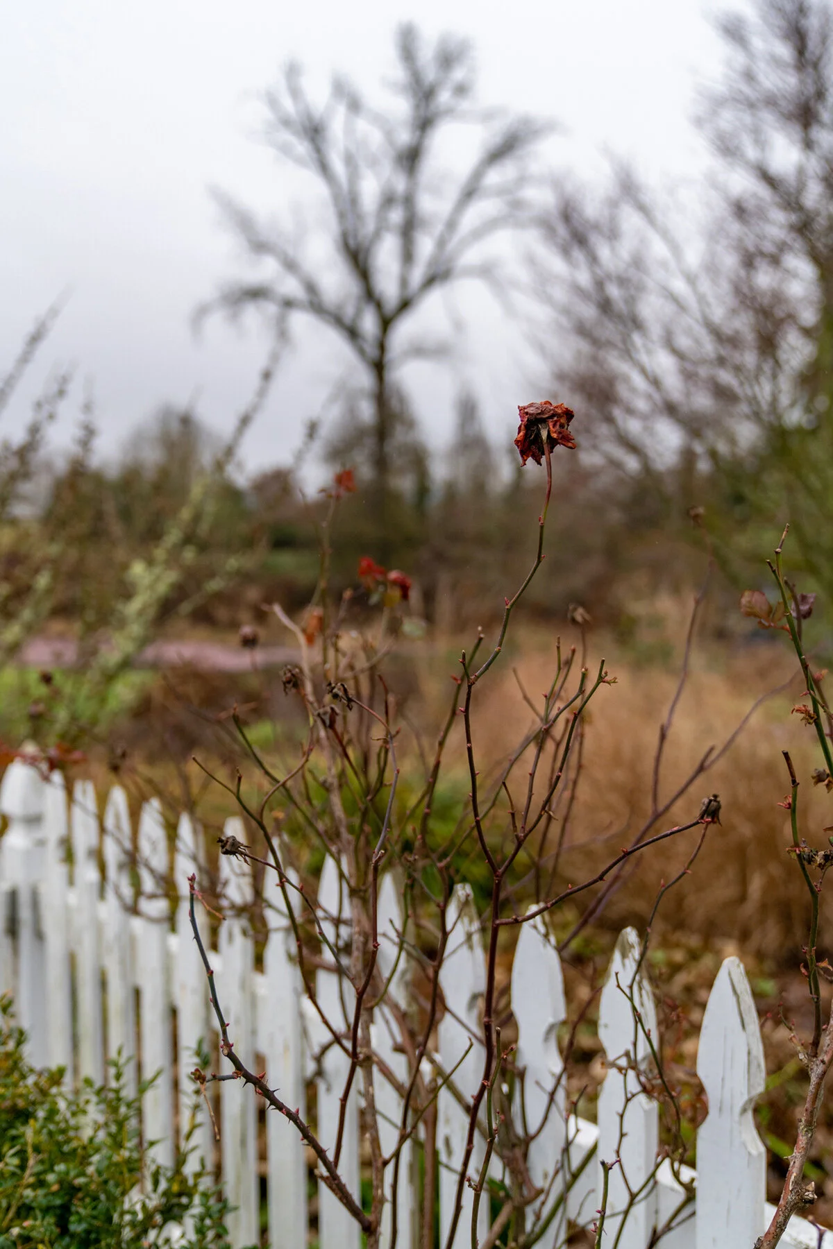 Portland Hillsboro Oregon Oakwood Gardens Winter2019