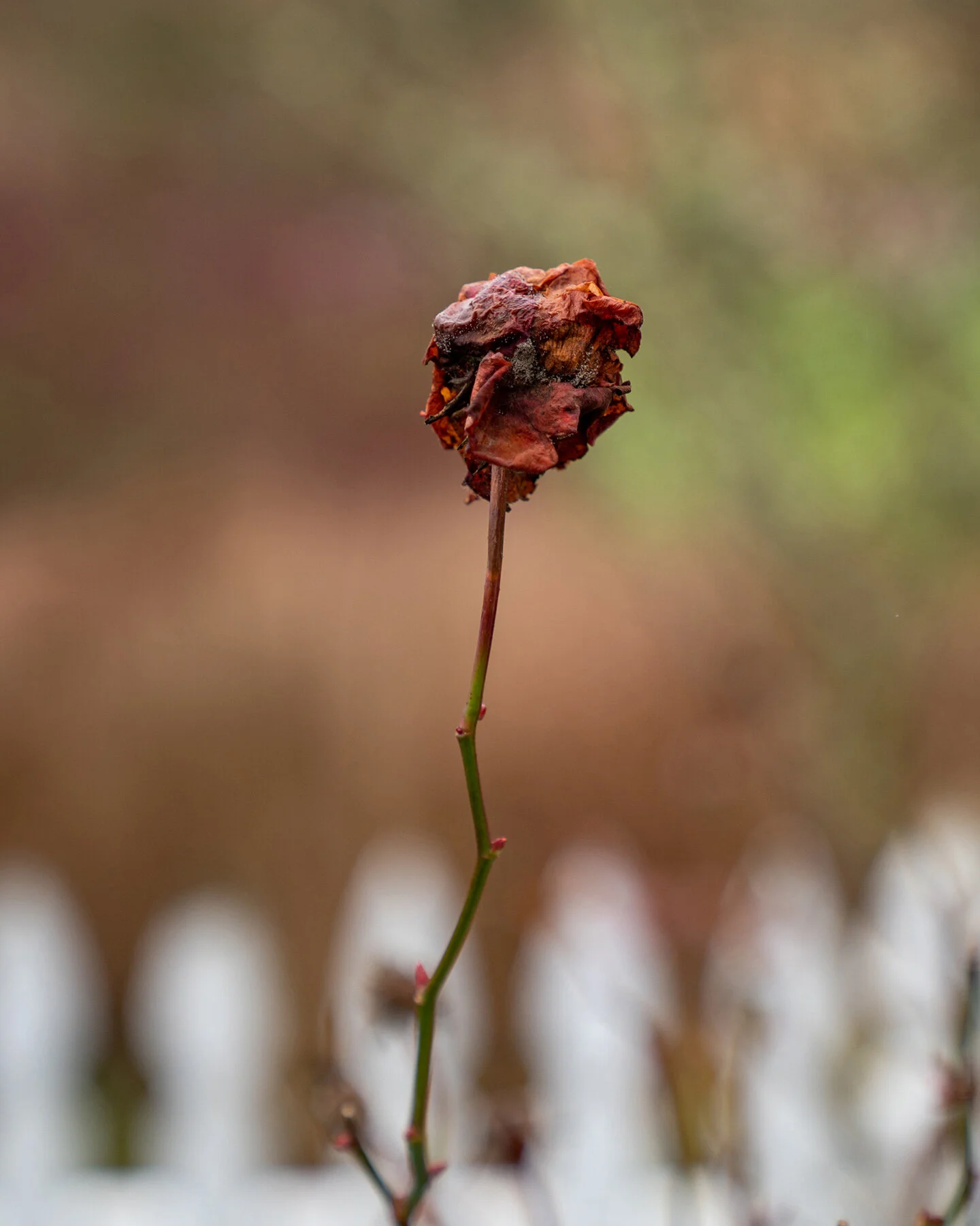 Portland Hillsboro Oregon Oakwood Gardens Winter2019