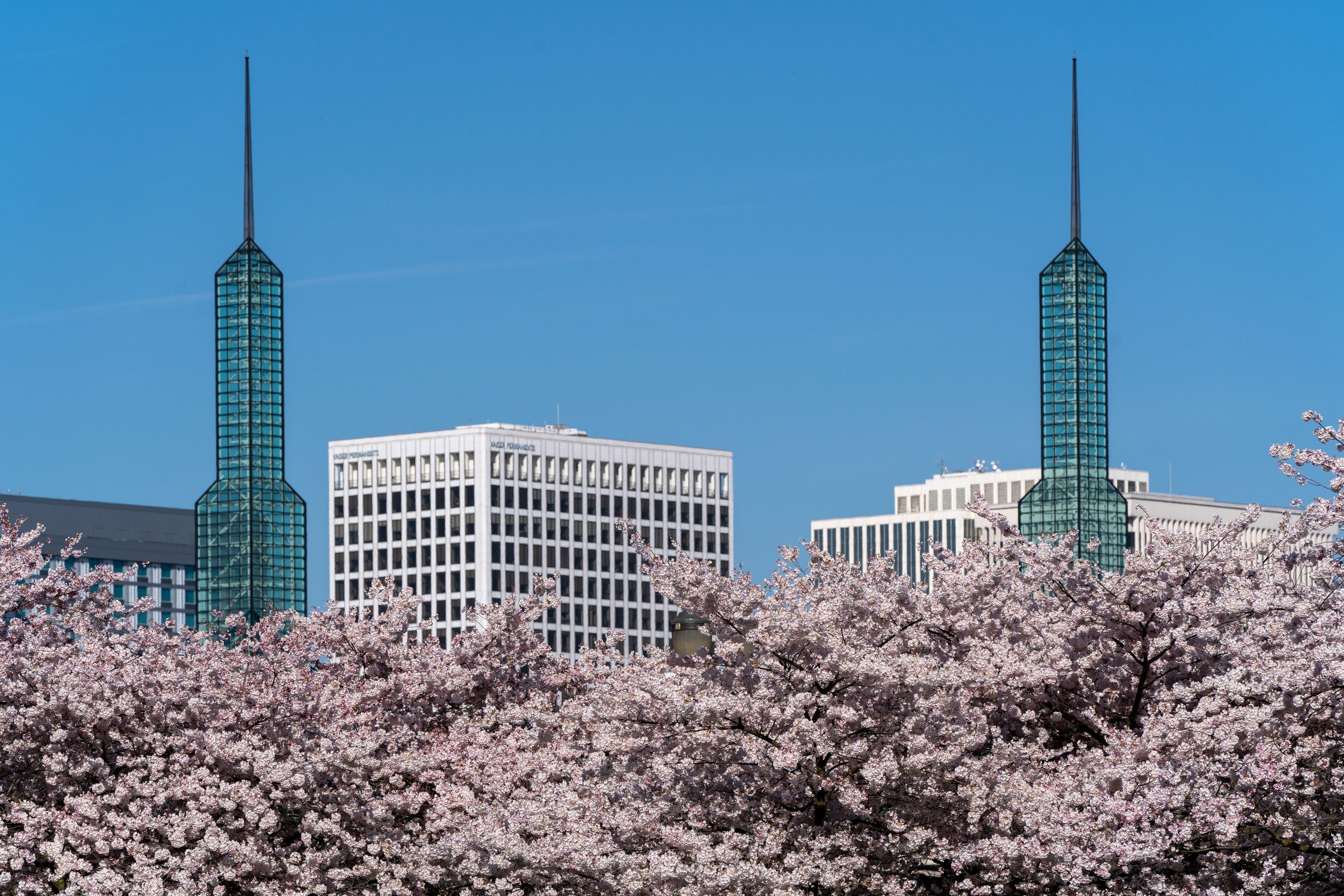 Portland Oregon Cherry Blossoms Waterfront Park