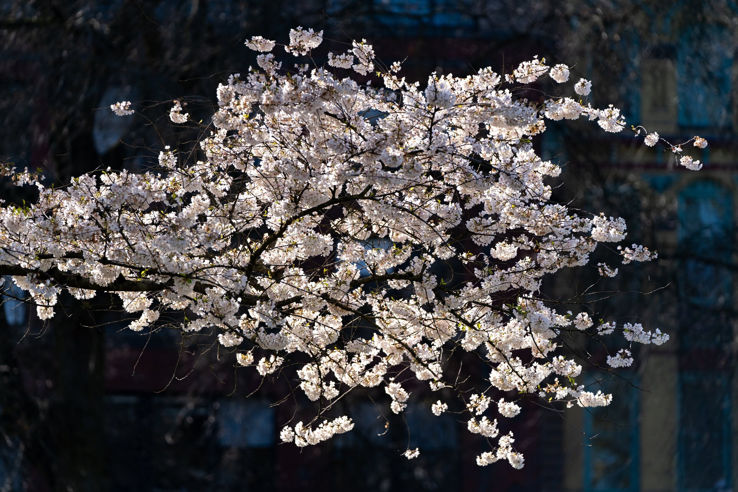 Portland Oregon Cherry Blossoms Waterfront Park