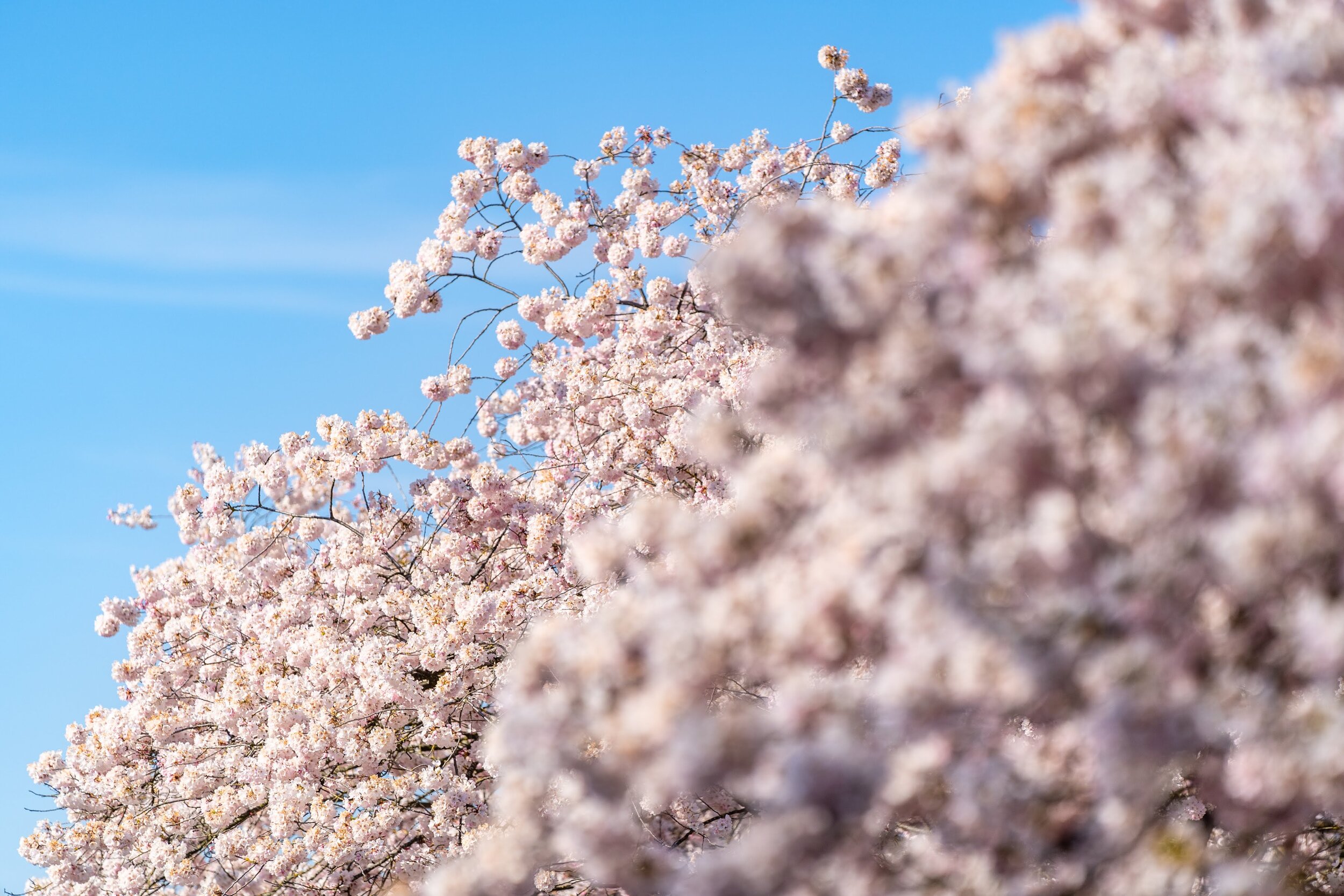 Portland Oregon Cherry Blossoms Waterfront Park