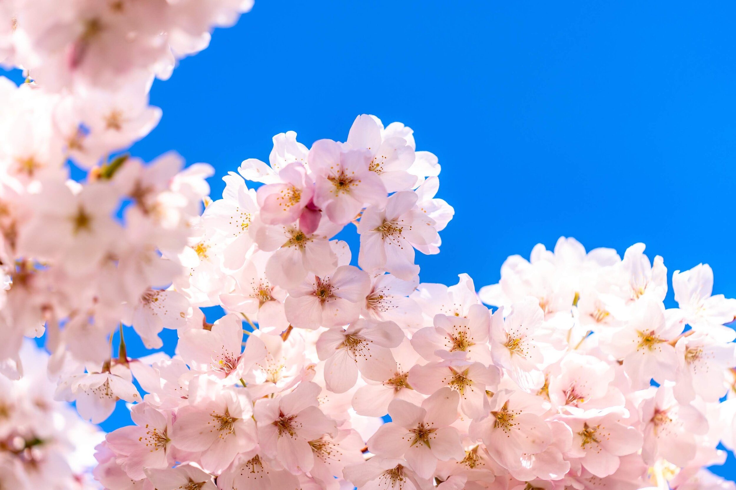 Portland Oregon Cherry Blossoms Waterfront Park