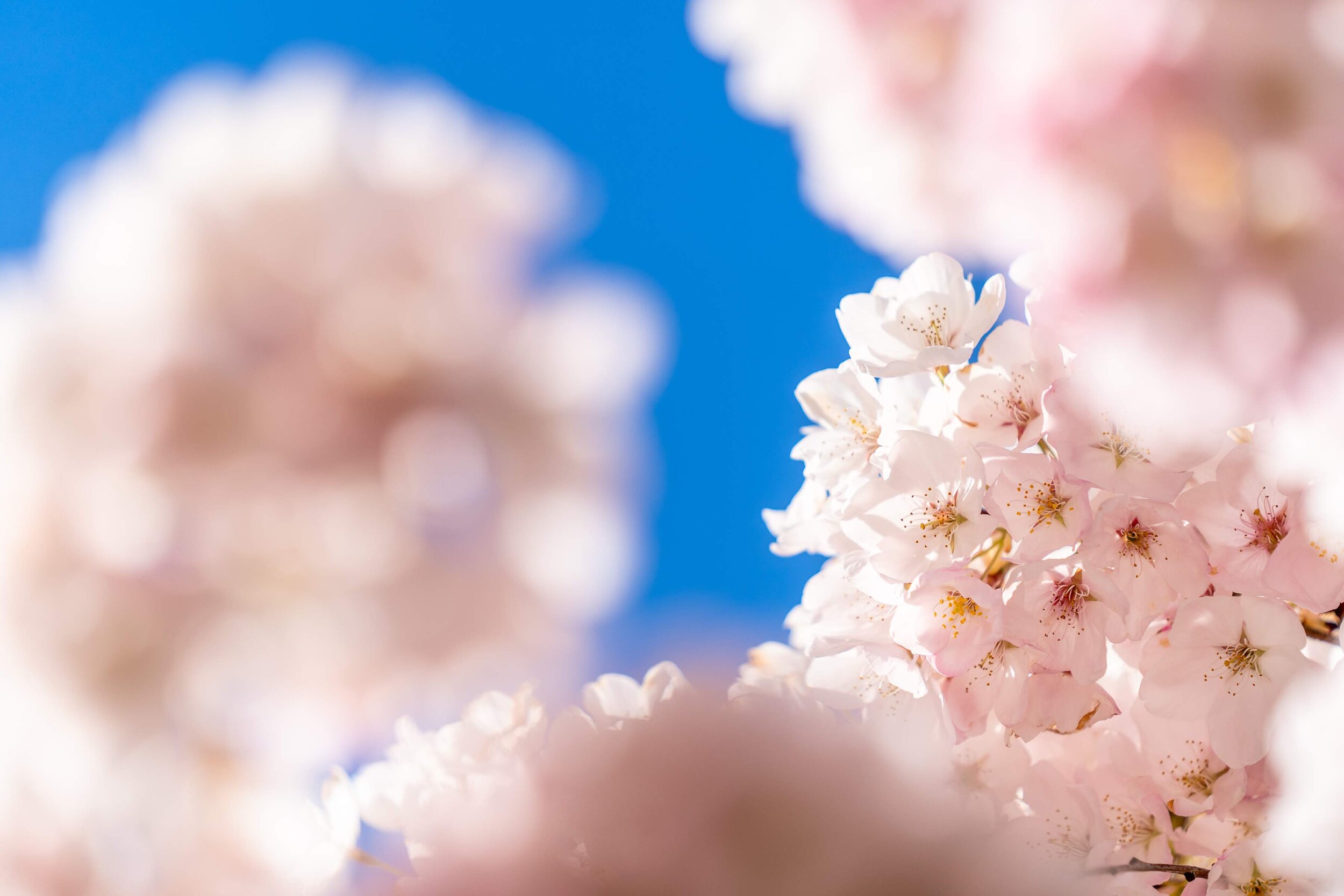 Portland Oregon Cherry Blossoms Waterfront Park
