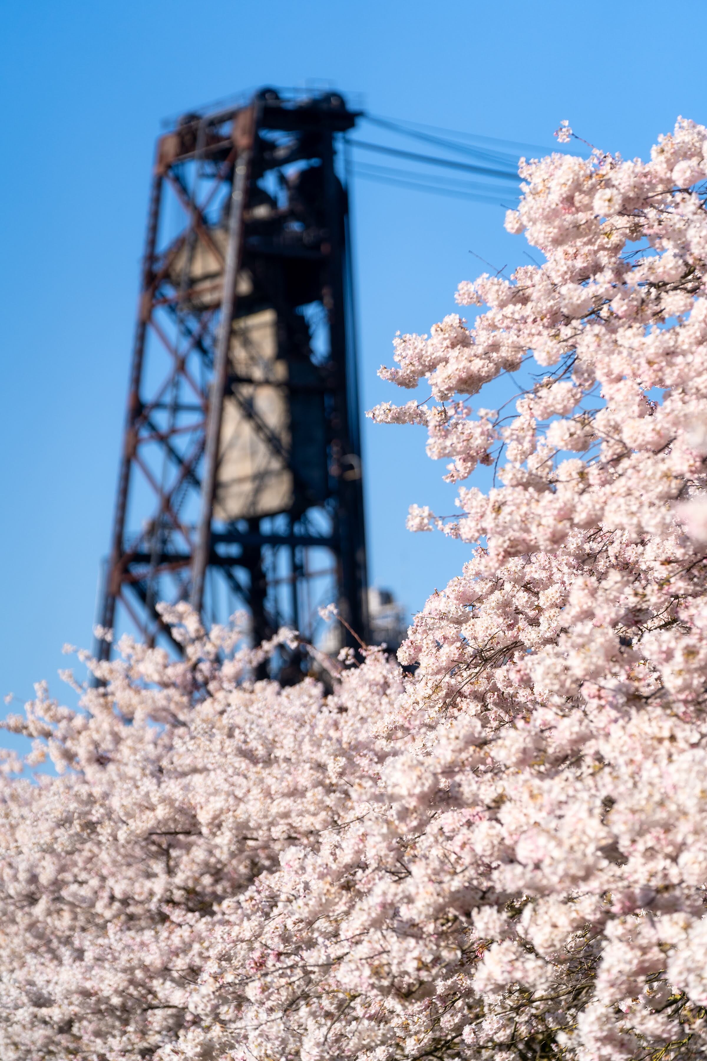 Portland Oregon Cherry Blossoms Waterfront Park