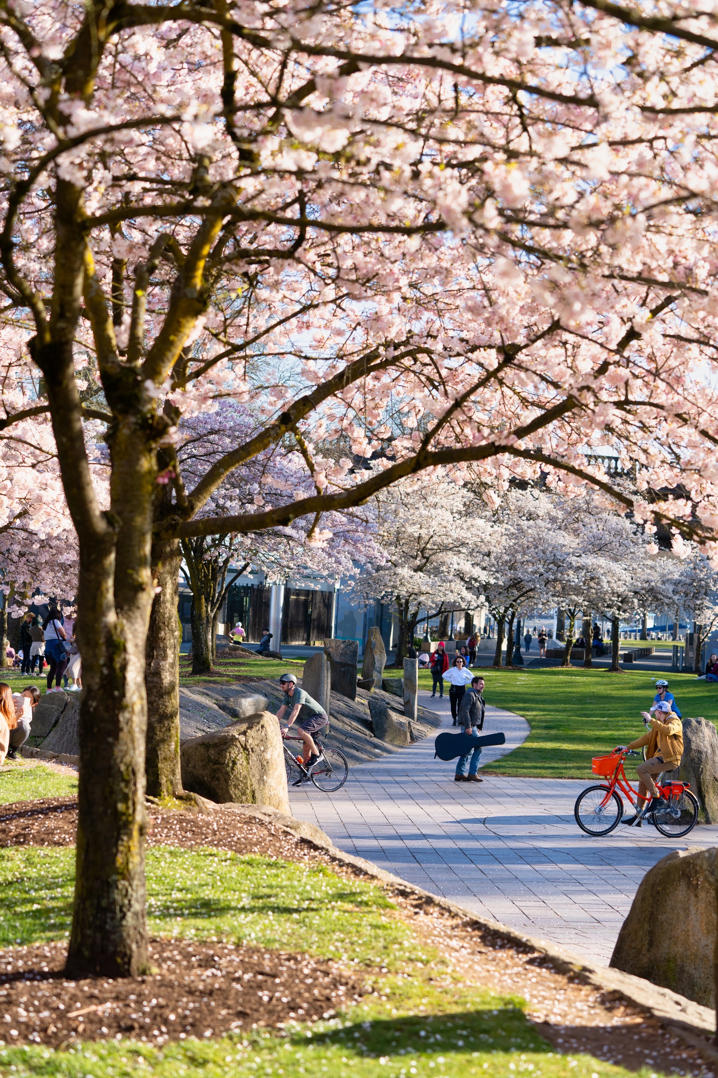 Portland Oregon Cherry Blossoms Waterfront Park