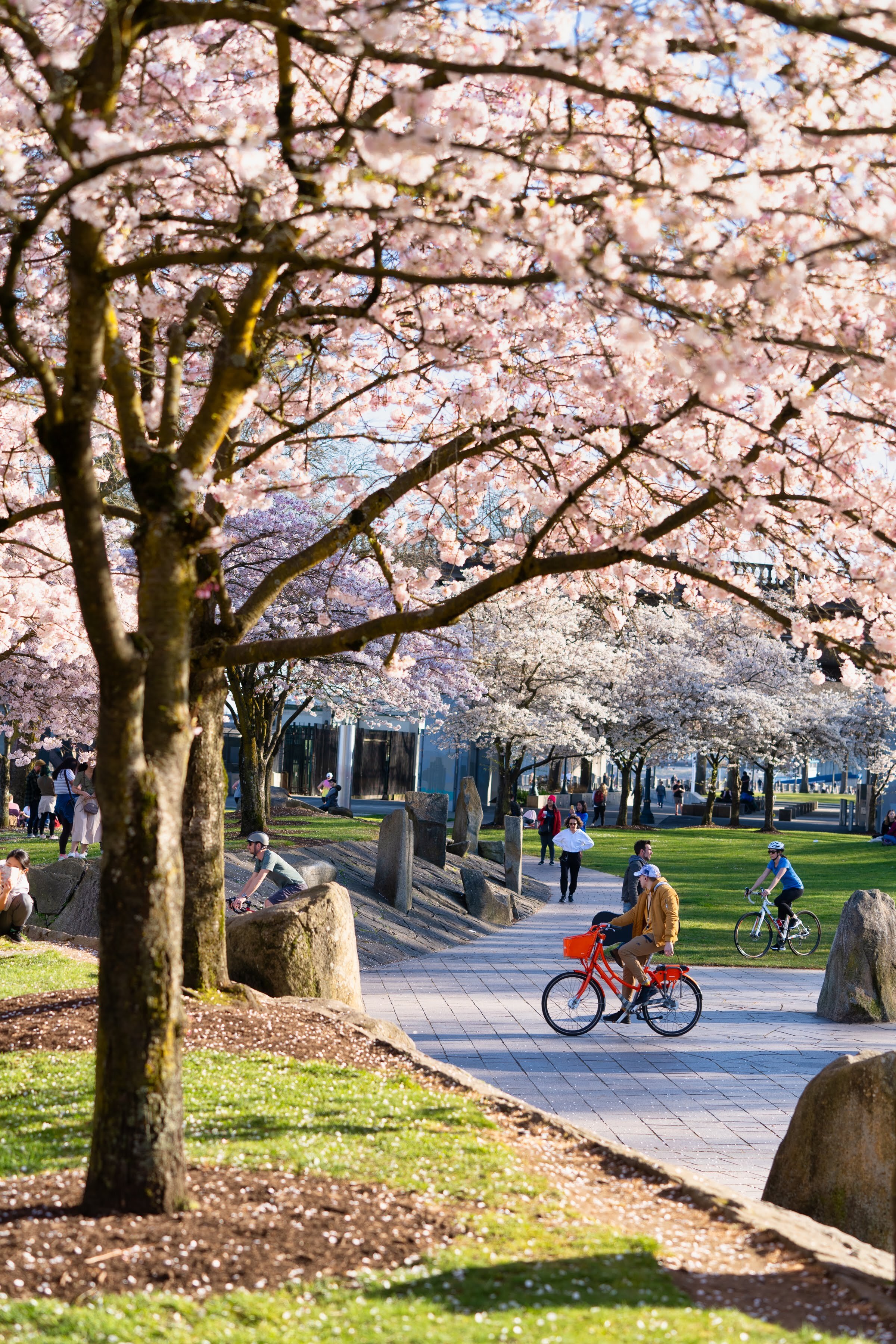 Portland Oregon Cherry Blossoms Waterfront Park