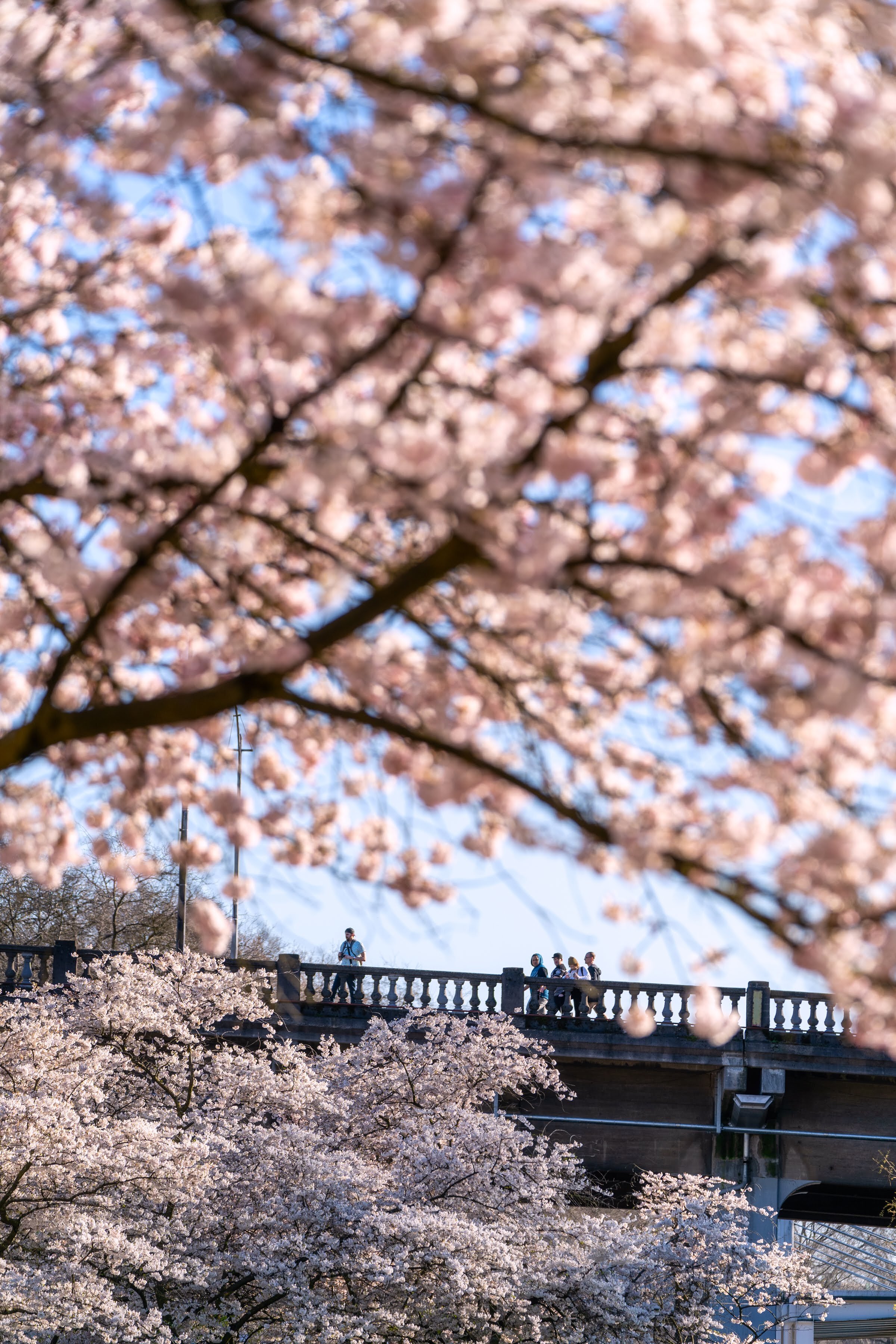 Portland Oregon Cherry Blossoms Waterfront Park