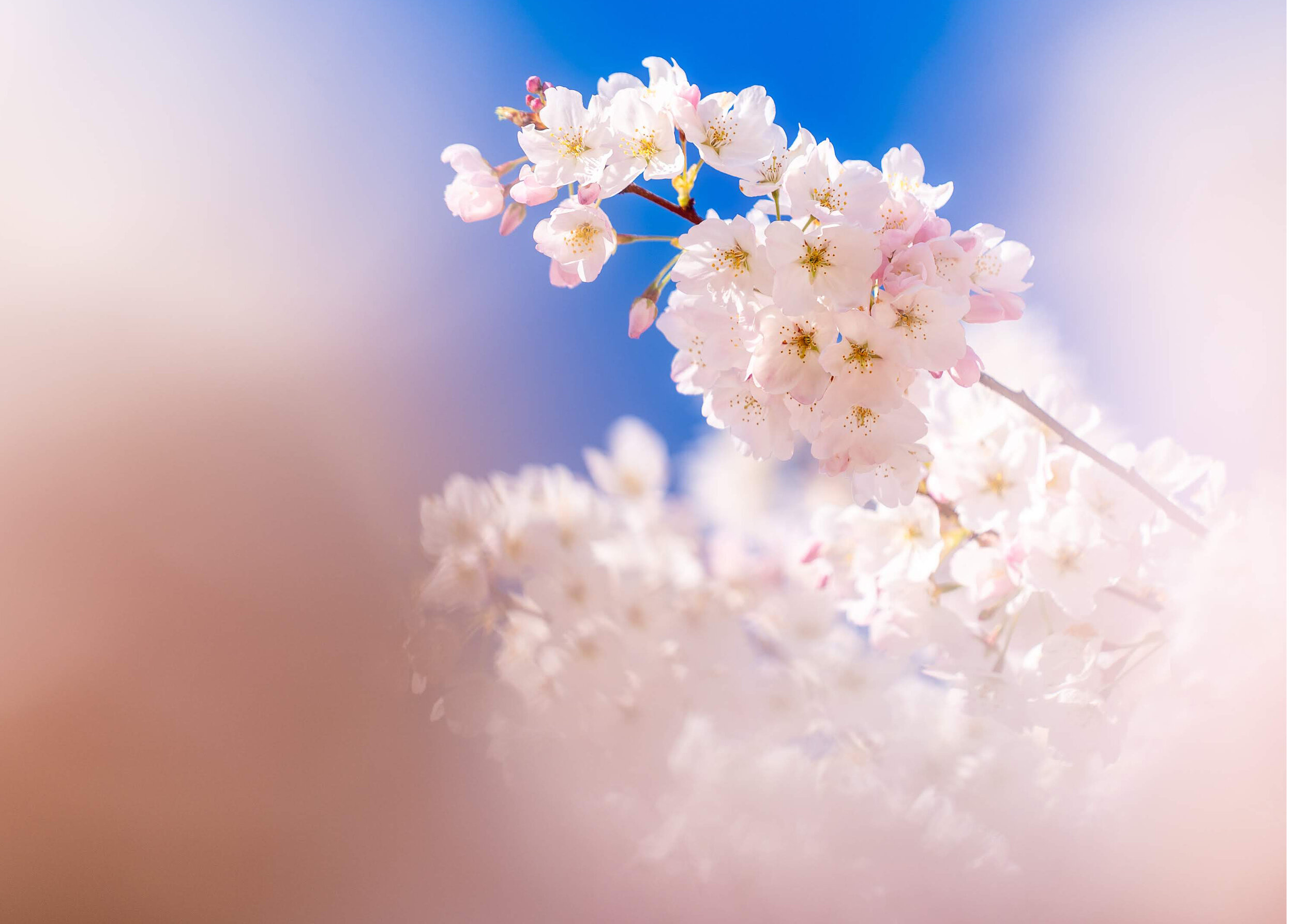 Portland Oregon Cherry Blossoms Waterfront Park 5x7
