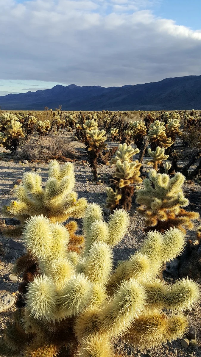 Samsung Galaxy Note5 Joshua Tree National Park California