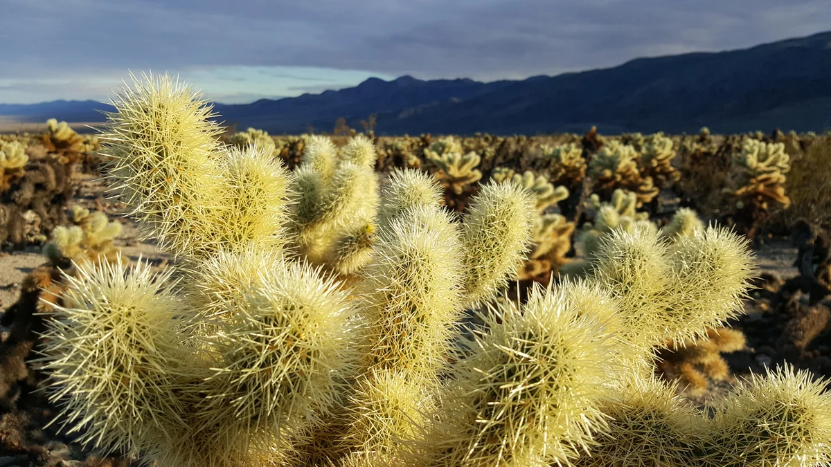 Samsung Galaxy Note5 Joshua Tree National Park California
