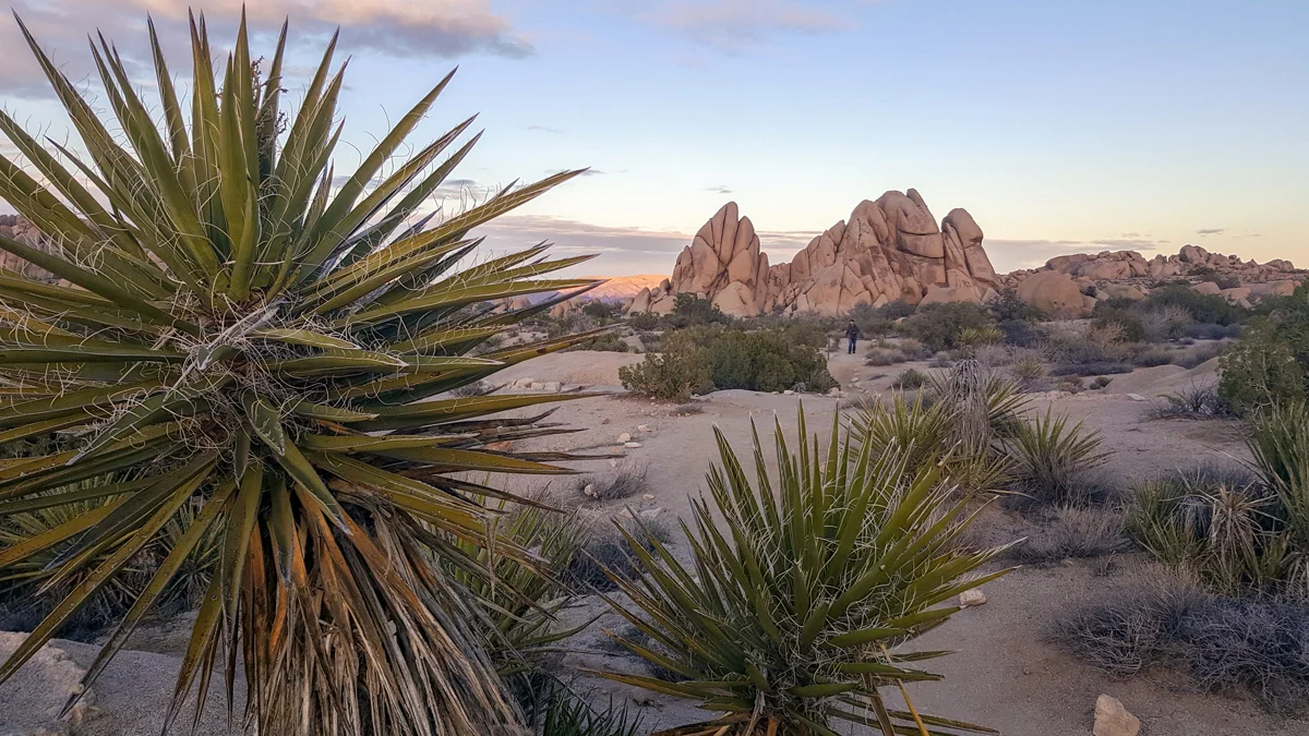 Samsung Galaxy Note5 Joshua Tree National Park California