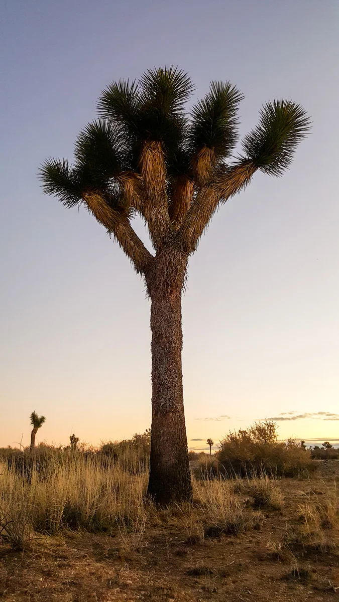 Samsung Galaxy Note5 Palm Desert California