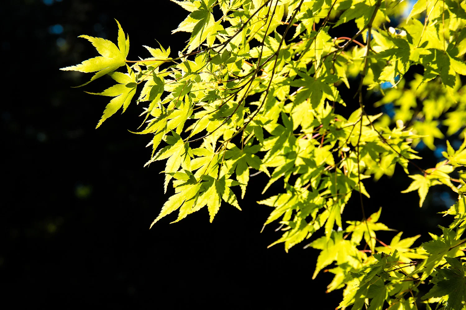 Samsung NX1 Japanese Garden Portland Oregon