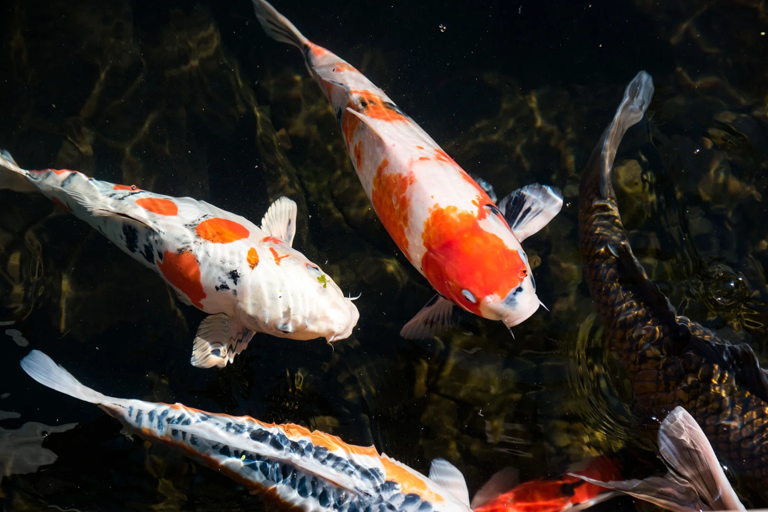 Samsung NX1 Japanese Garden Portland Oregon
