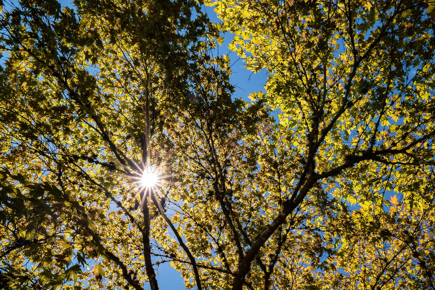Samsung NX1 Japanese Garden Portland Oregon