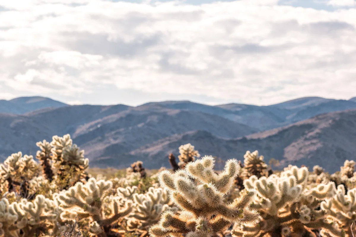 Samsung NX1 Joshua Tree National Park California