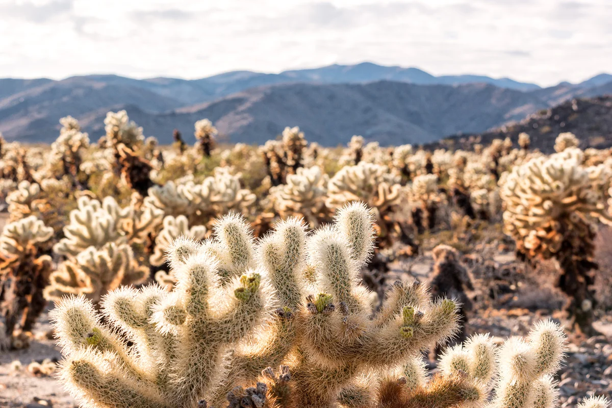 Samsung NX1 Joshua Tree National Park California